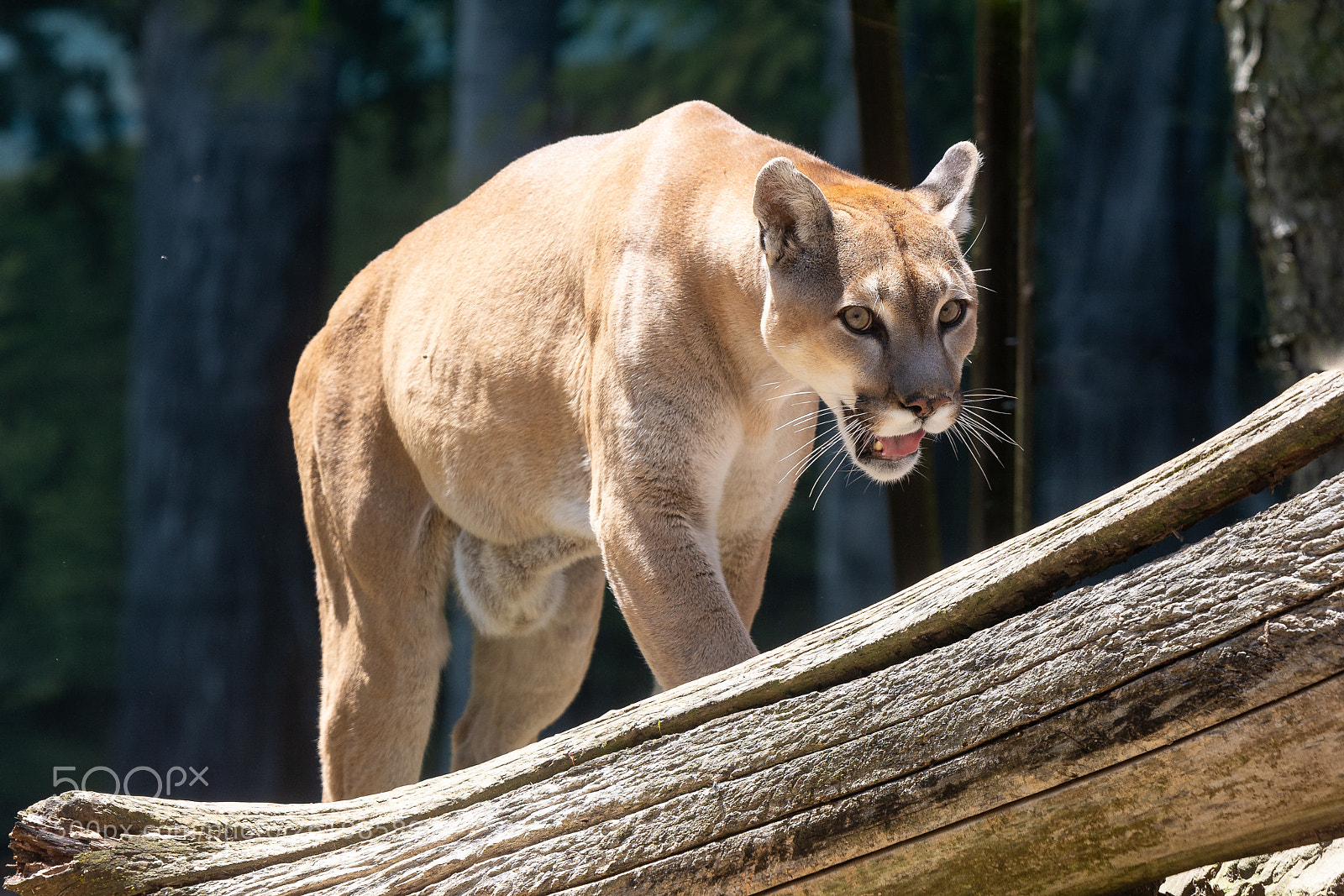 Nikon D7100 sample photo. Mountain lion photography