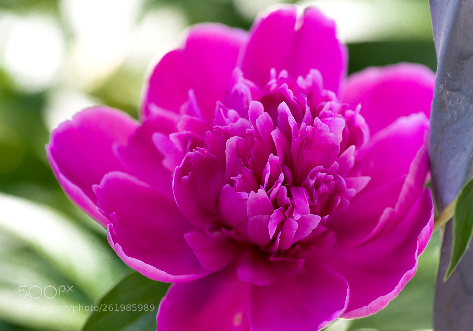 Nikon D610 sample photo. It's peony time again 01 photography