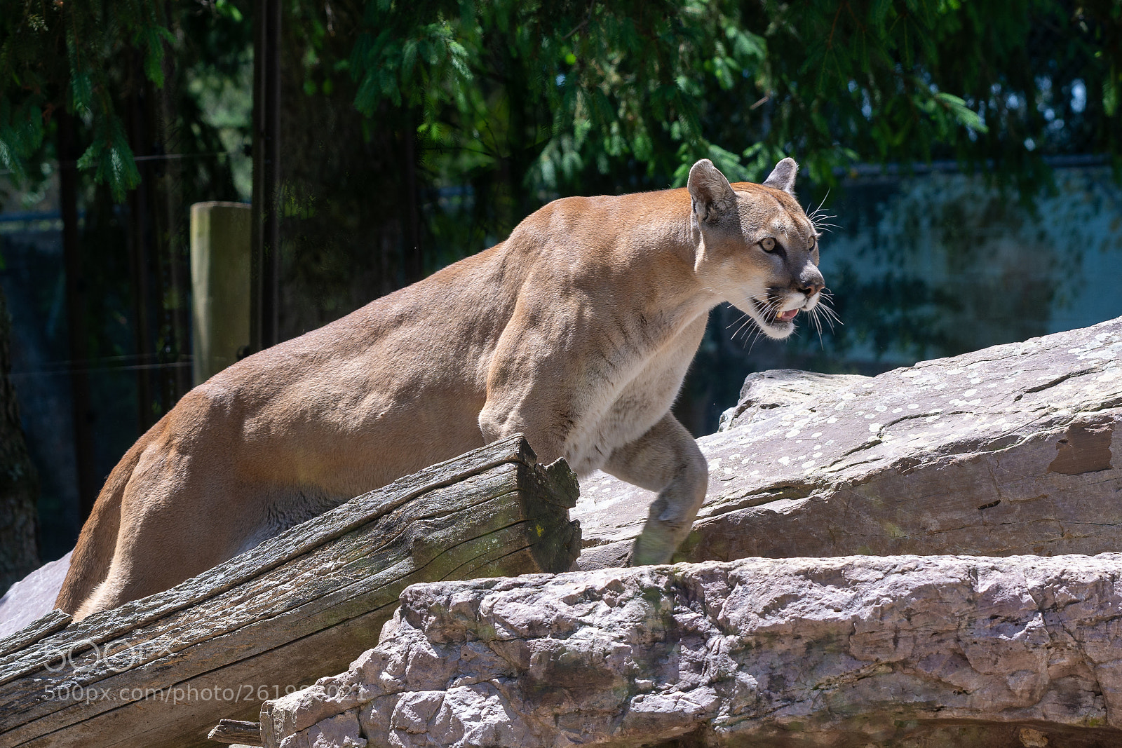Nikon D7100 sample photo. Mighty cat photography