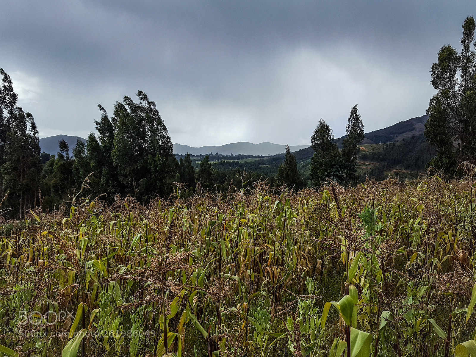 Samsung Galaxy S6 sample photo. The rain is coming photography