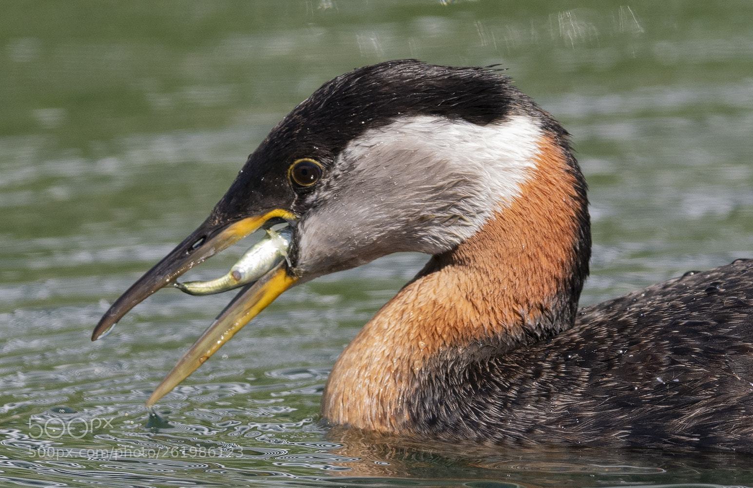 Nikon D850 sample photo. Red necked grebe fishing photography