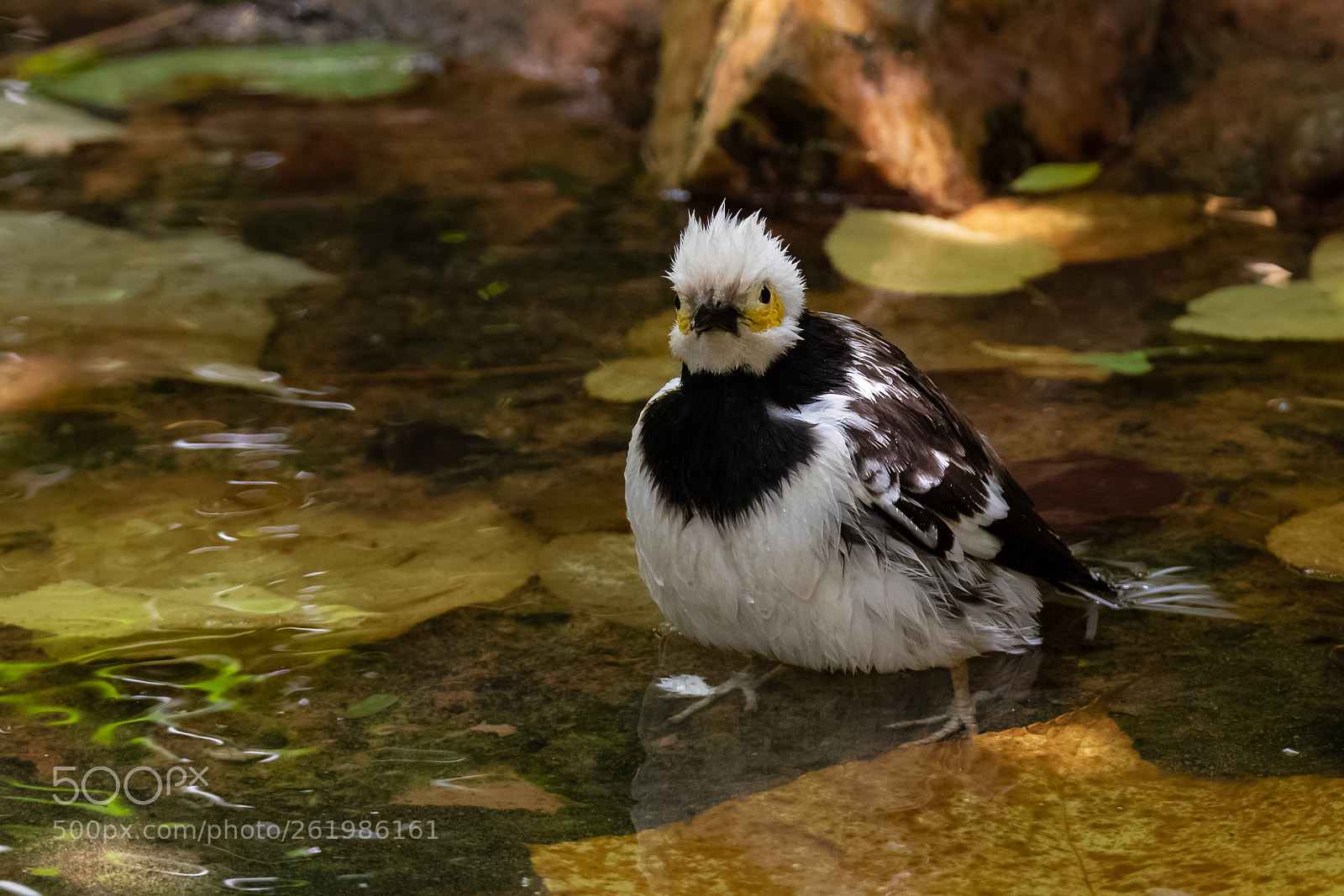 Canon EOS 7D Mark II sample photo. Black collared starling photography