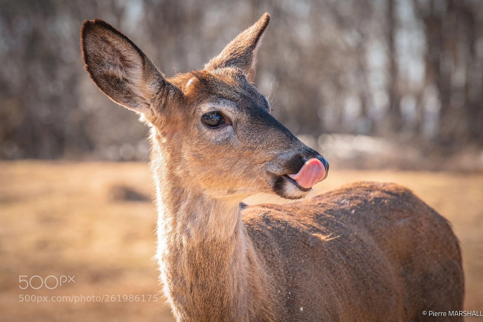 Nikon D850 sample photo. Yummy photography