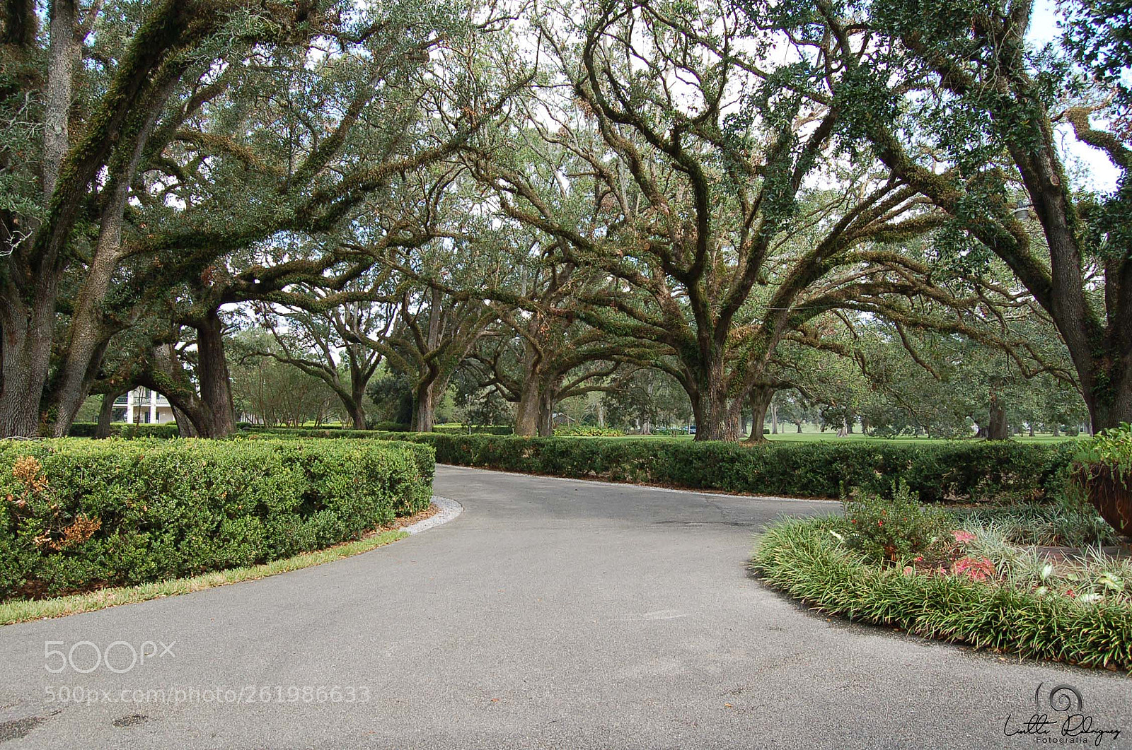 Nikon D50 sample photo. Louisiana photography