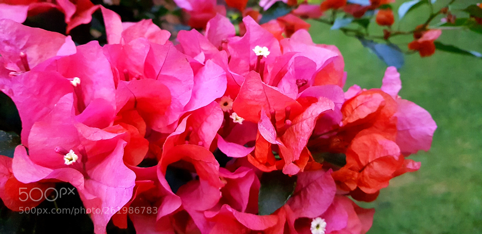 Samsung Galaxy S8+ sample photo. Paradise photography