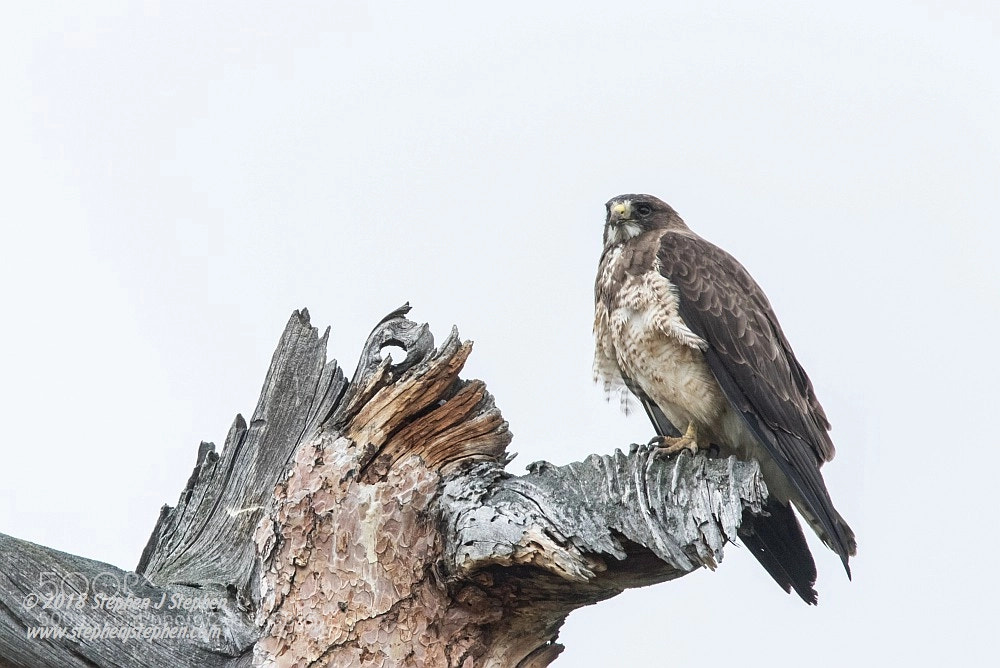 Canon EOS 7D Mark II sample photo. Swainson's hawk photography