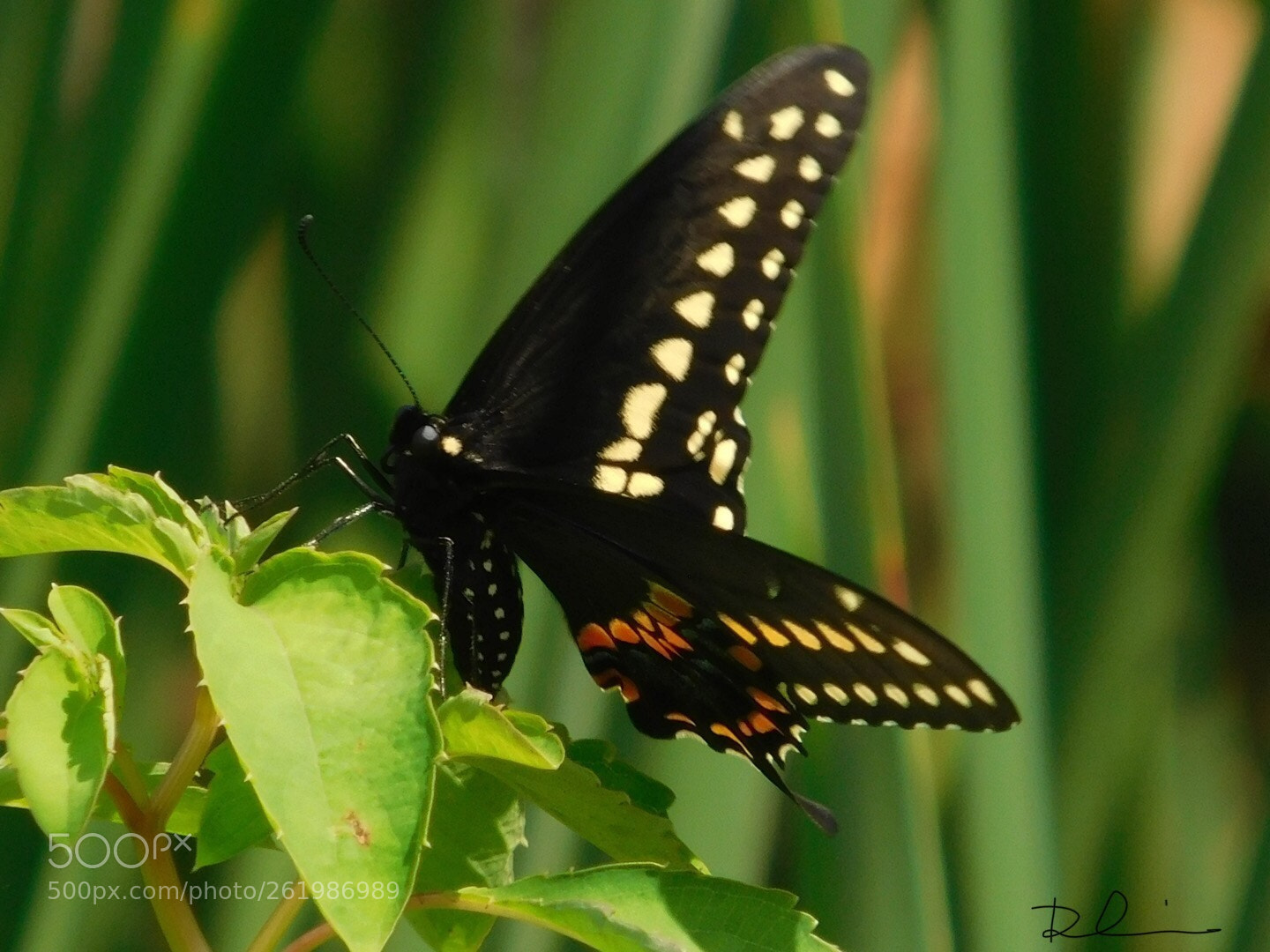 Nikon Coolpix L840 sample photo. Butterfly  photography