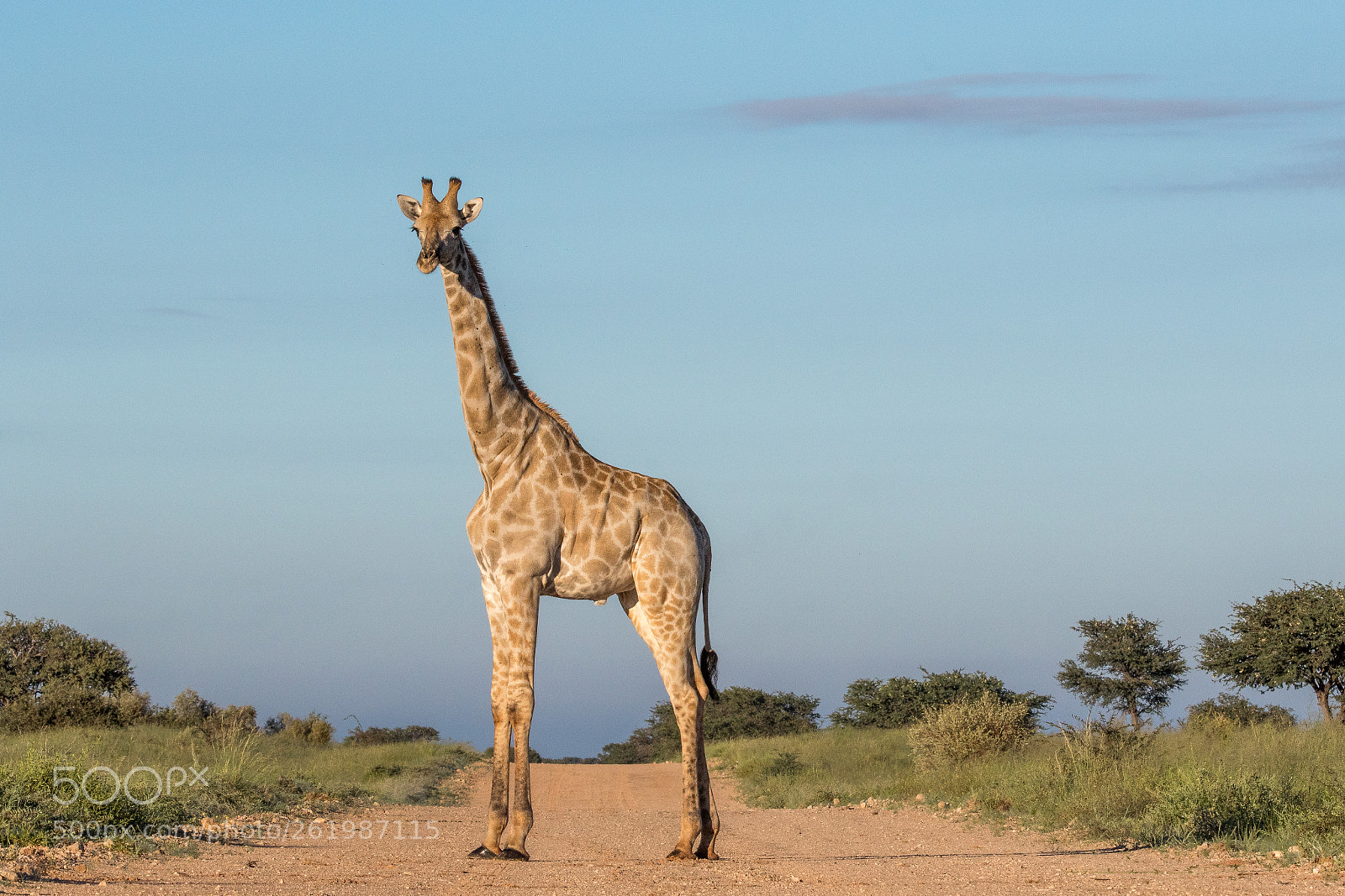 Canon EOS 7D Mark II sample photo. South africa roadblock photography