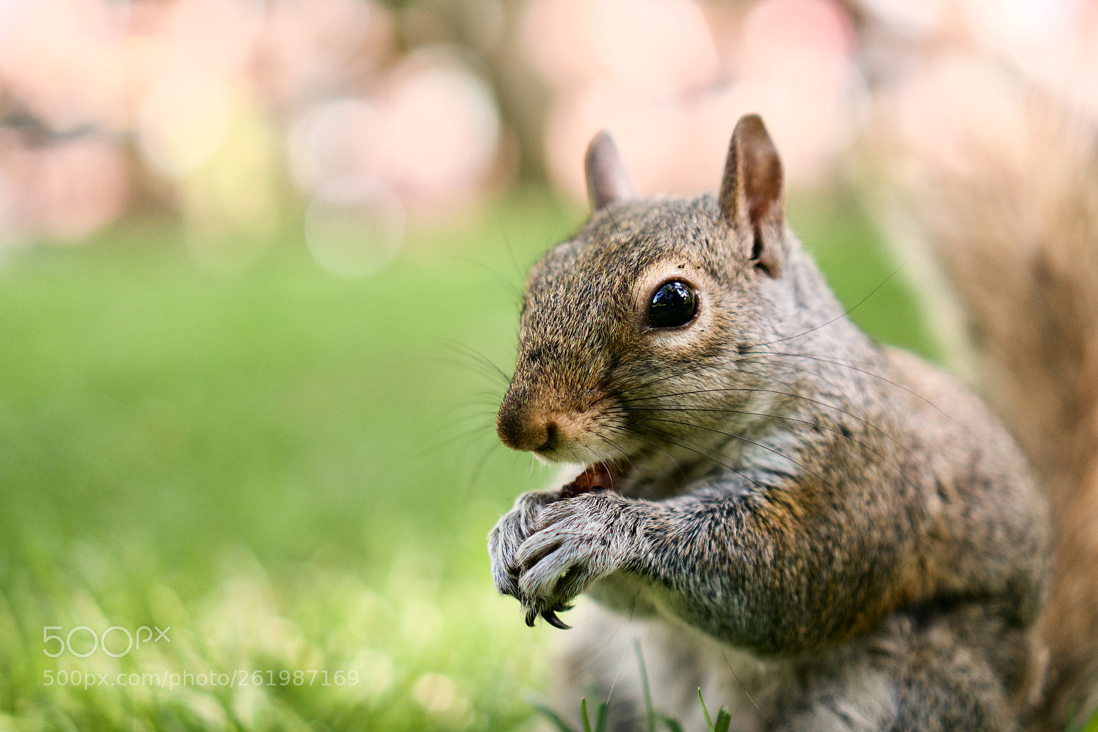 Sony a7R II sample photo. Squeak squeak squirrel photography