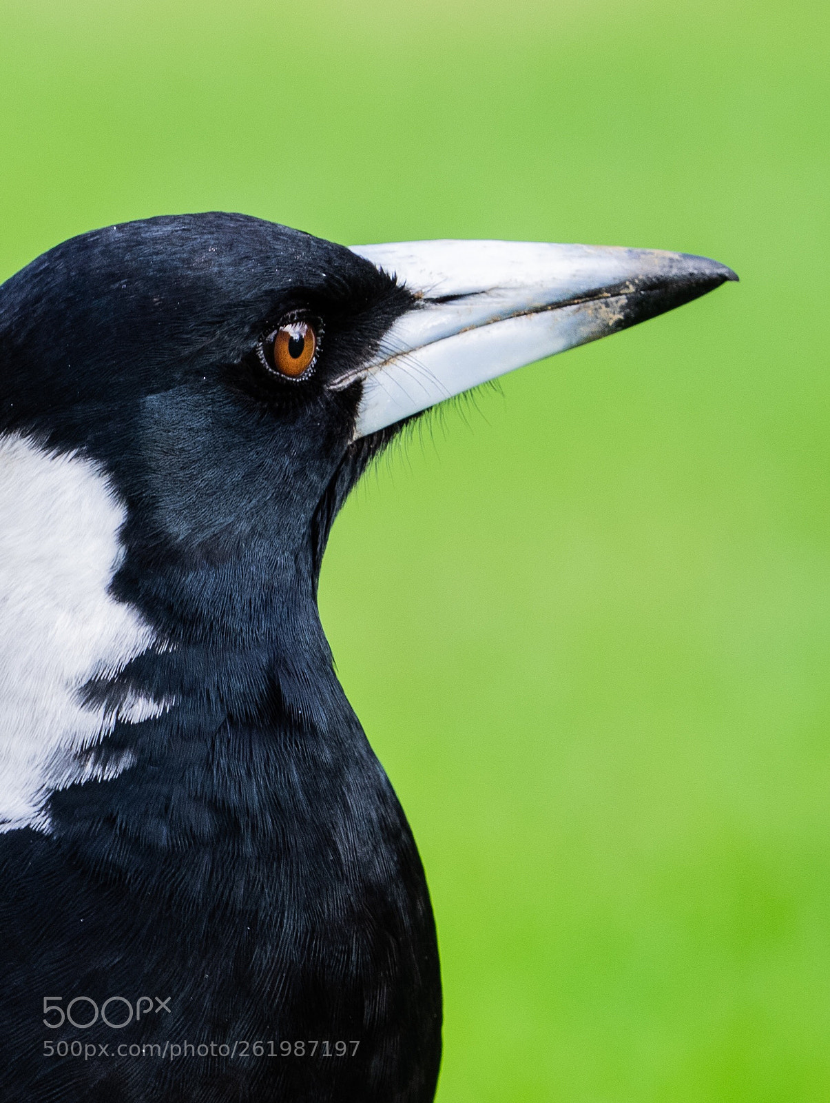 Olympus OM-D E-M1 sample photo. Magpie photography