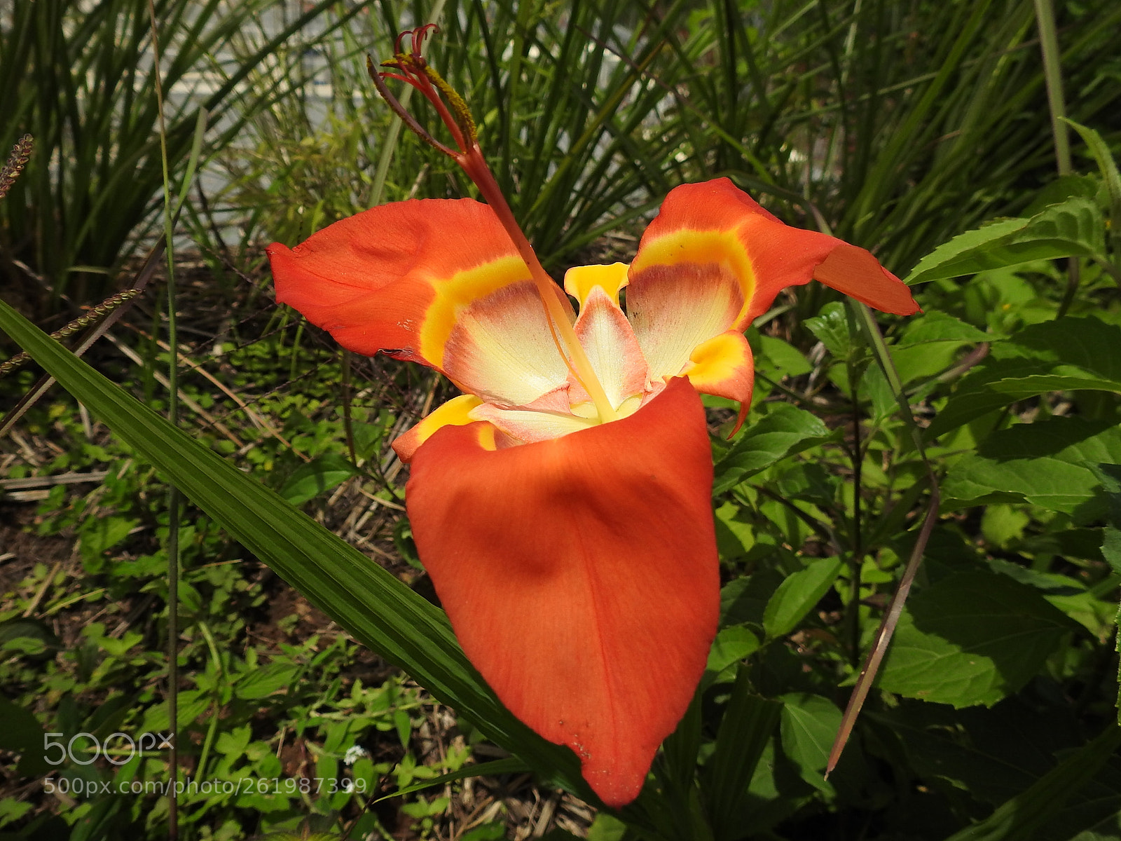 Nikon Coolpix P900 sample photo. Foto con luz frontal photography