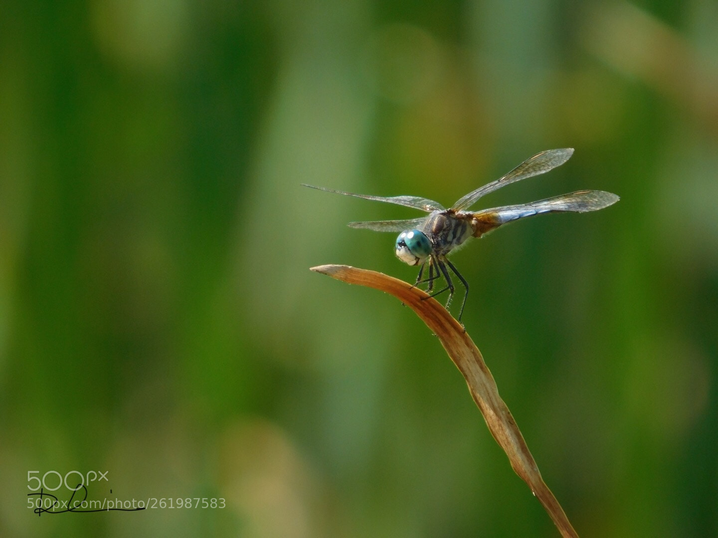 Nikon Coolpix L840 sample photo. Dragonfly  photography