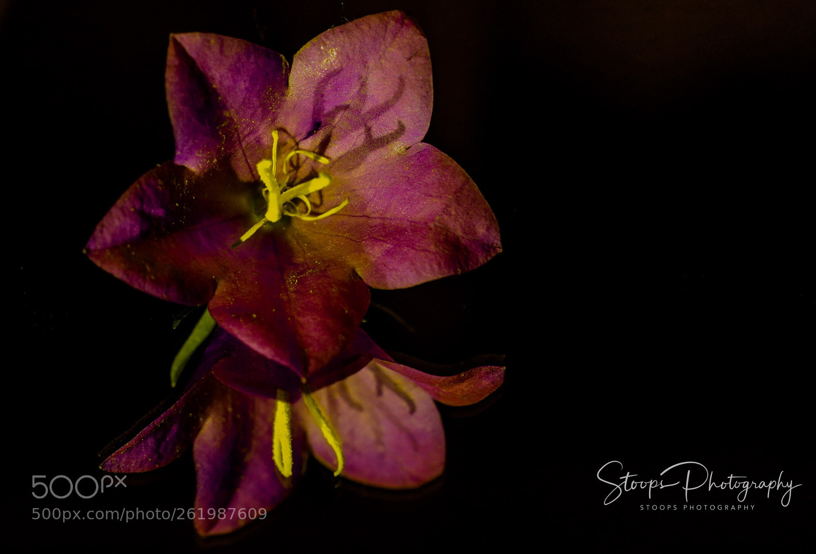 Canon EOS 80D sample photo. In the night  photography