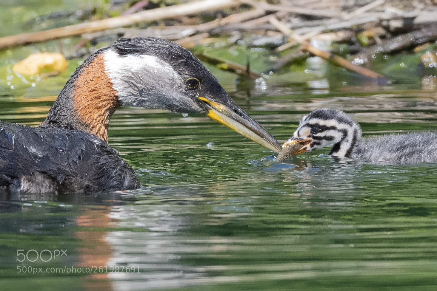 Nikon D850 sample photo. Red necked grebe feeding photography