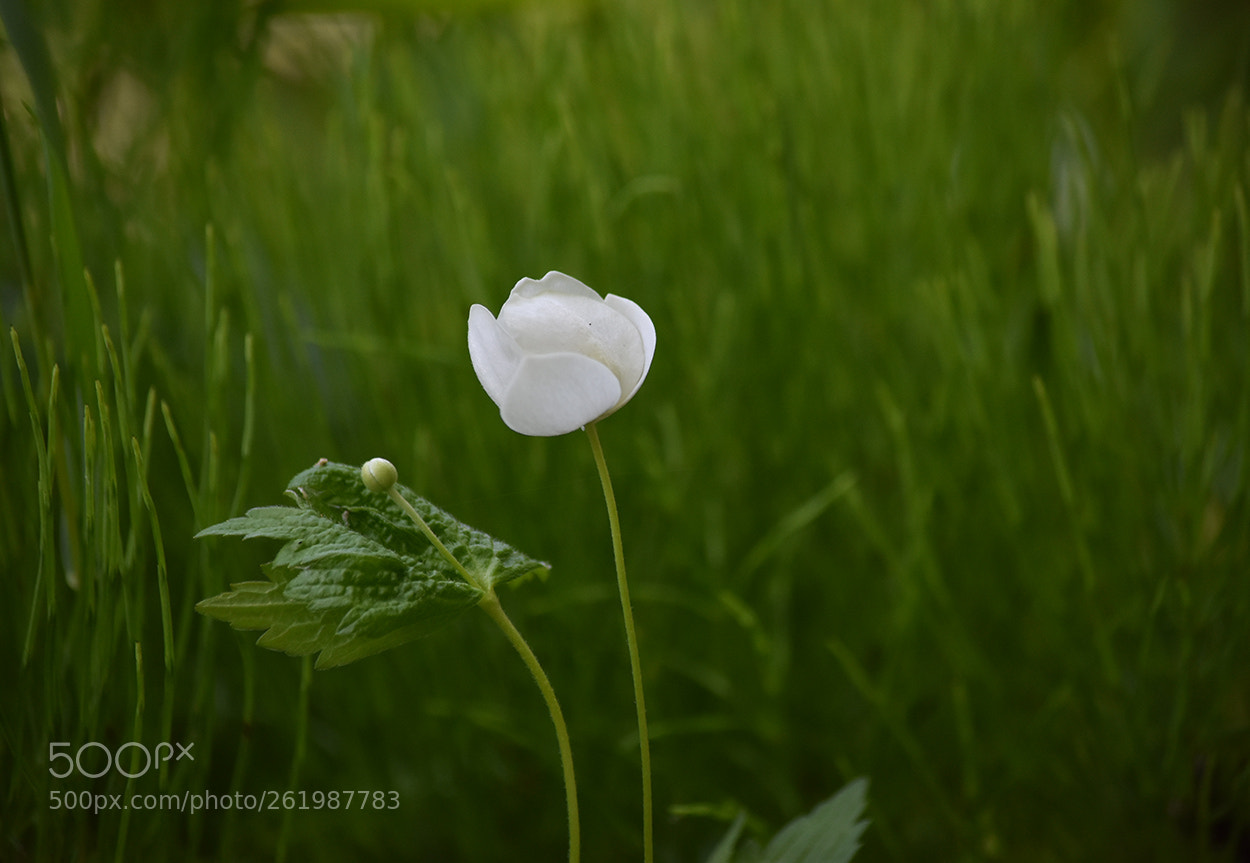Nikon D3400 sample photo. Fragile photography
