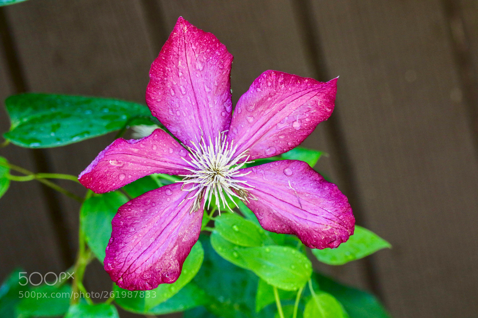 Canon EOS 7D Mark II sample photo. Clematis photography