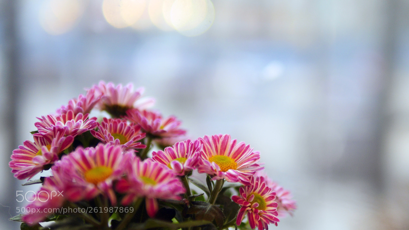 Panasonic Lumix DMC-GH3 sample photo. Lights and flowers photography