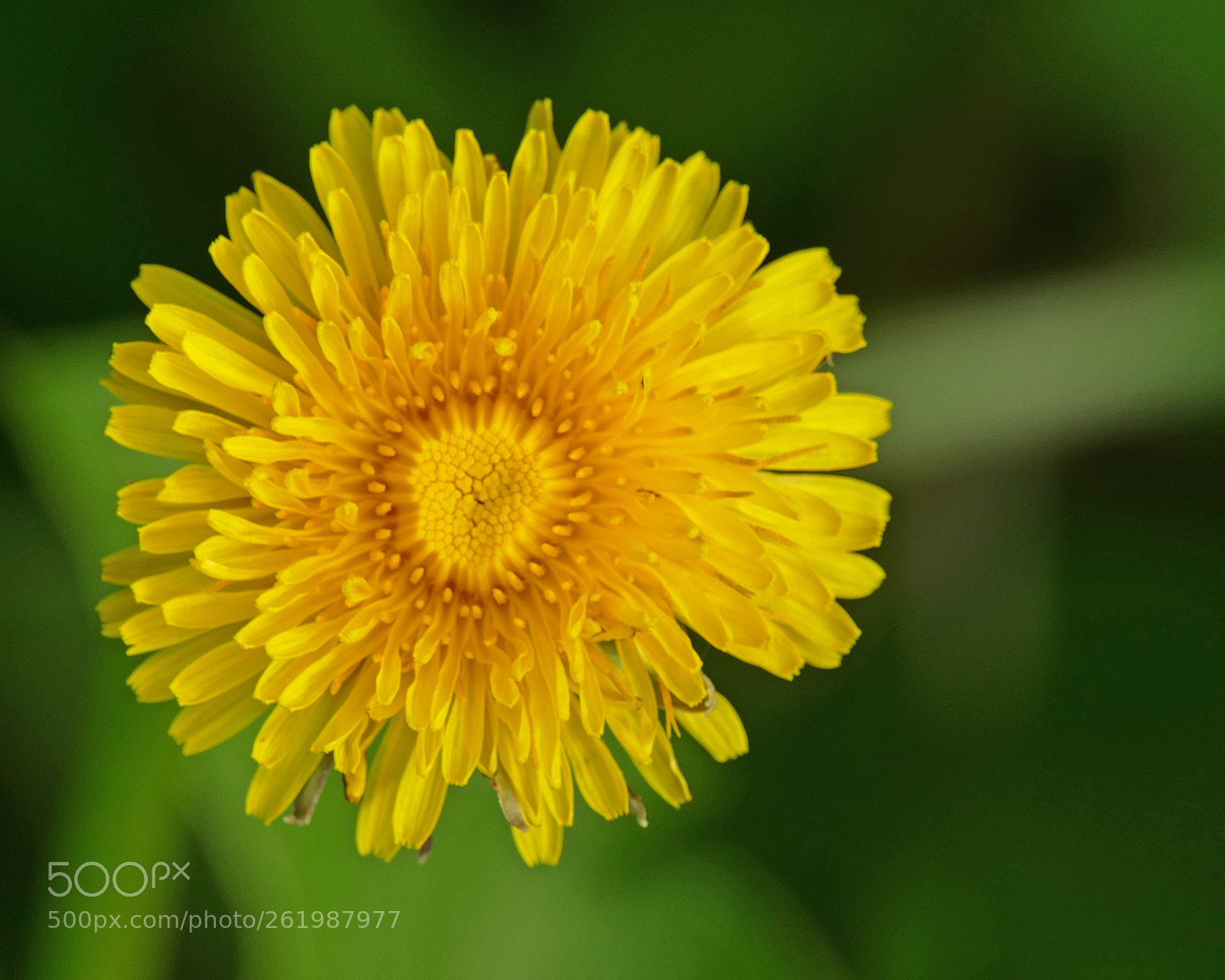 Panasonic Lumix DMC-FZ1000 sample photo. Dandelion photography