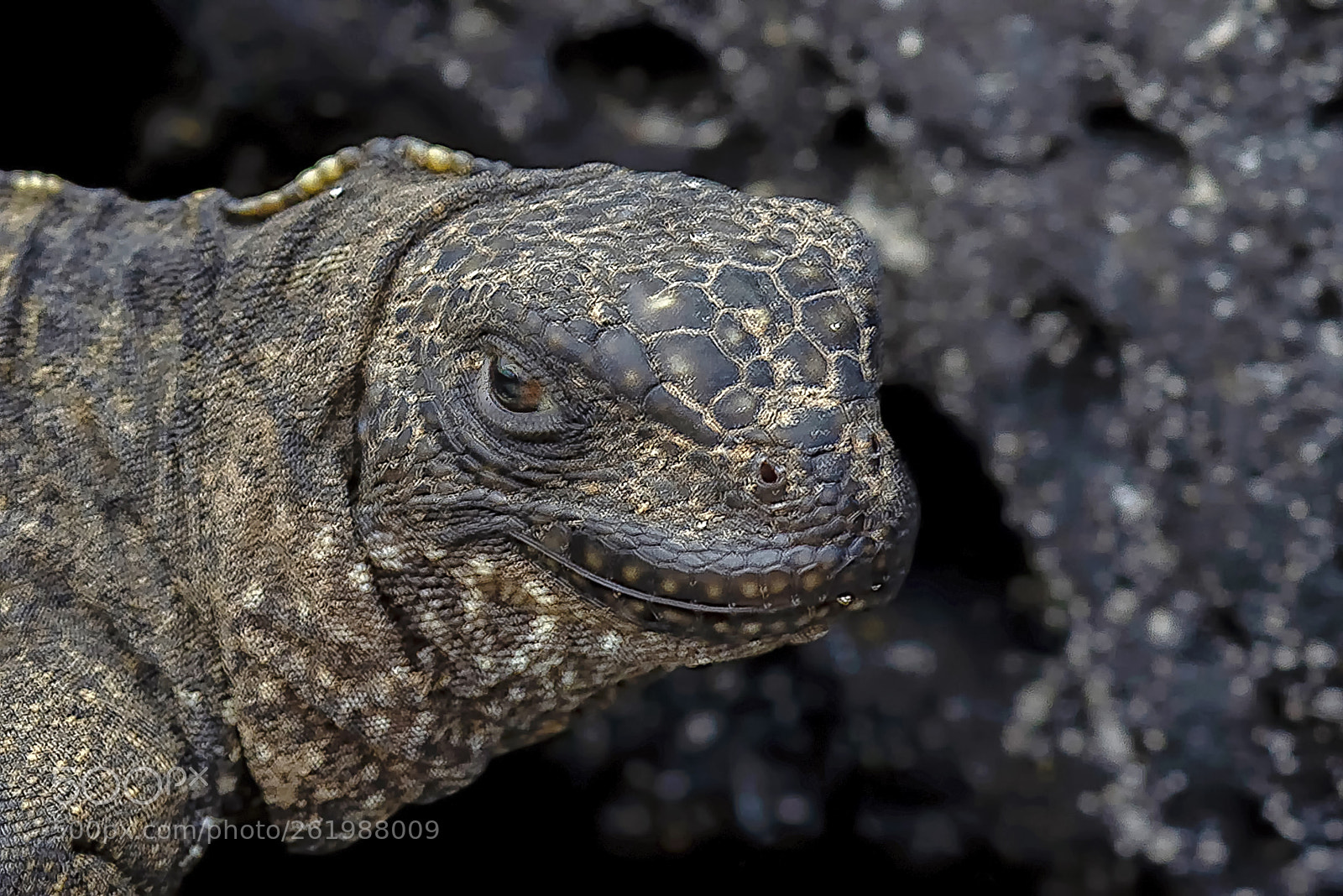 Nikon D800 sample photo. Iguana marina. photography