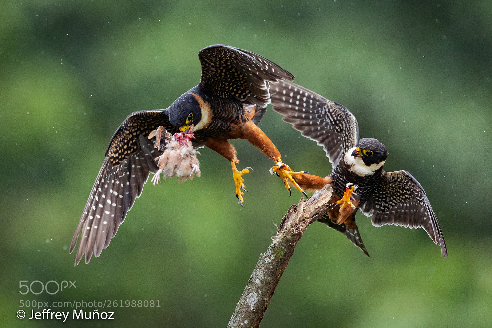 Canon EOS 5D Mark IV sample photo. Bat falcon photography