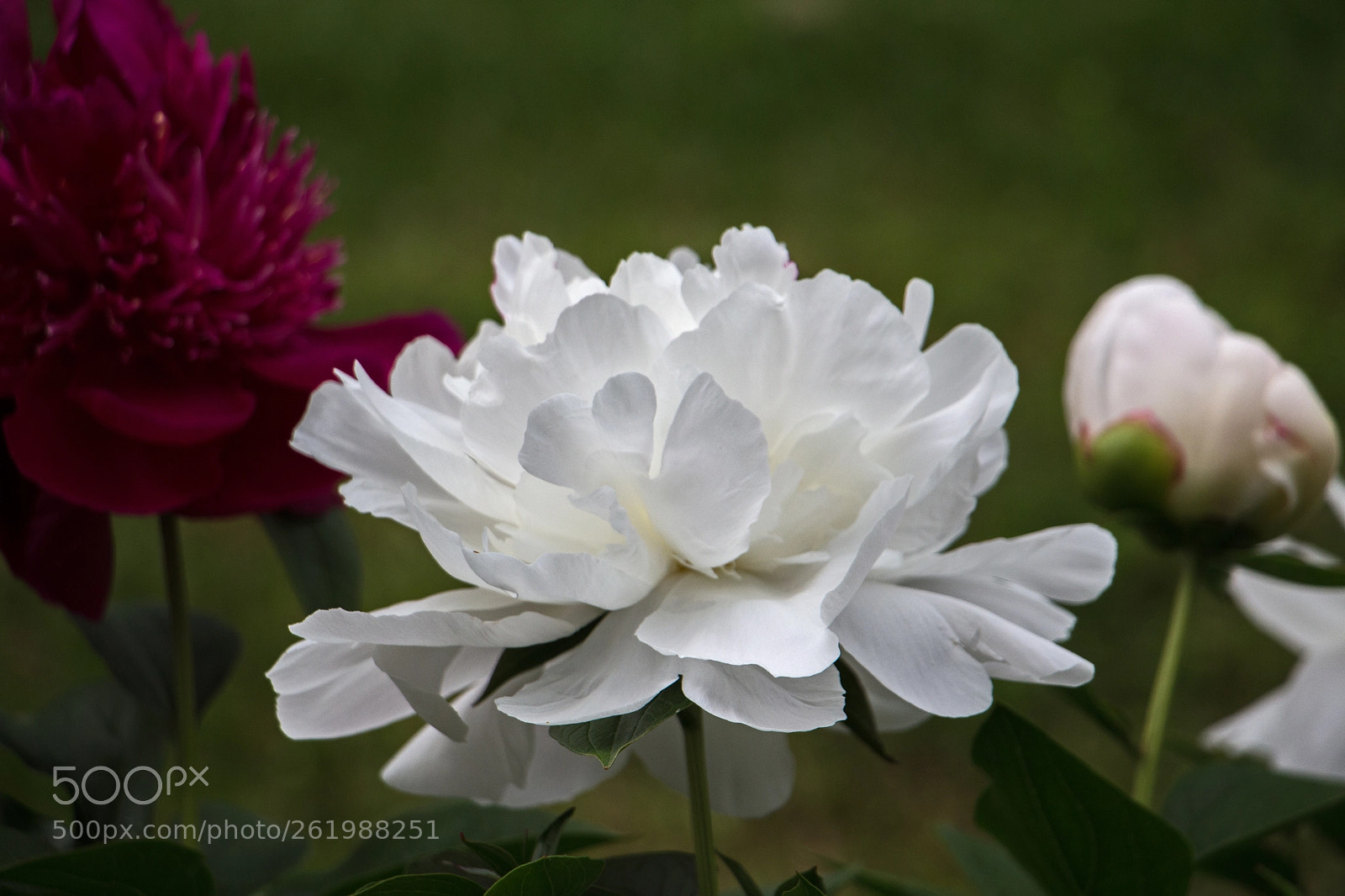Canon EOS 700D (EOS Rebel T5i / EOS Kiss X7i) sample photo. Floral spectrum photography