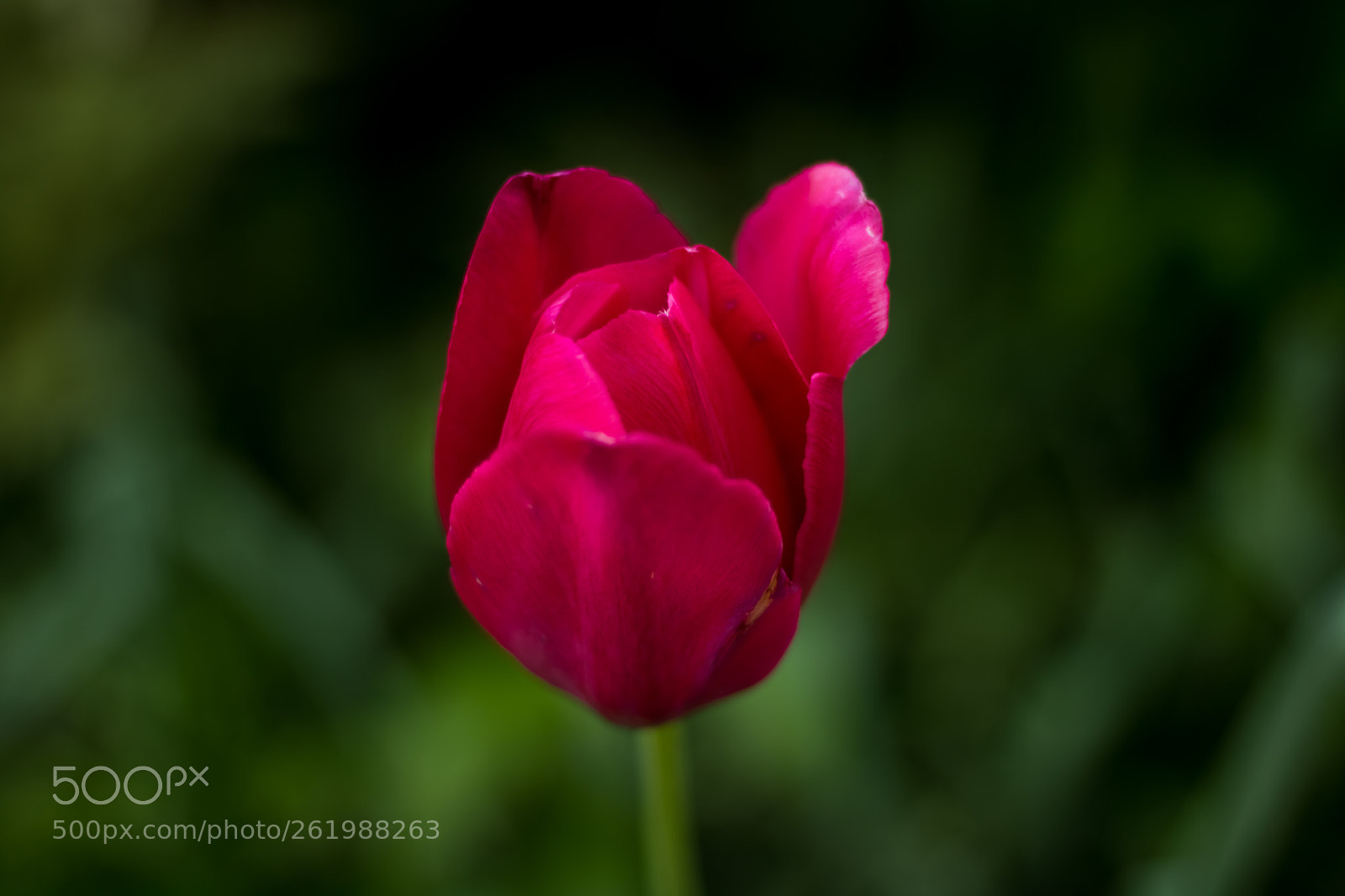 Canon EOS 750D (EOS Rebel T6i / EOS Kiss X8i) sample photo. Redtulip photography