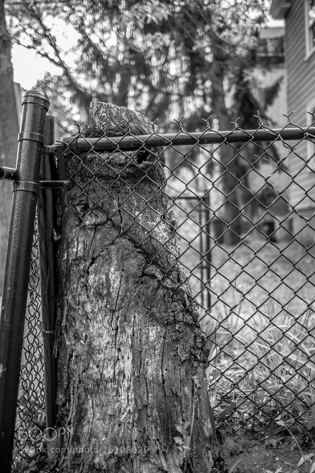 Canon EOS 5D Mark II sample photo. Stumpfence photography
