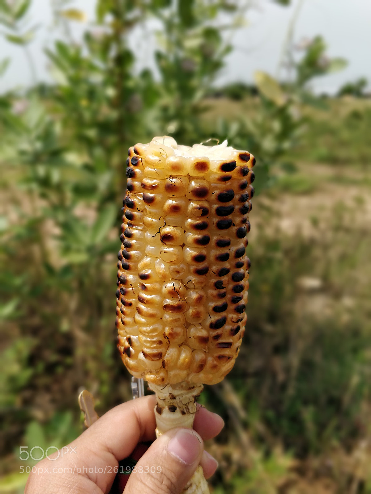OnePlus 5 sample photo. Corn photography