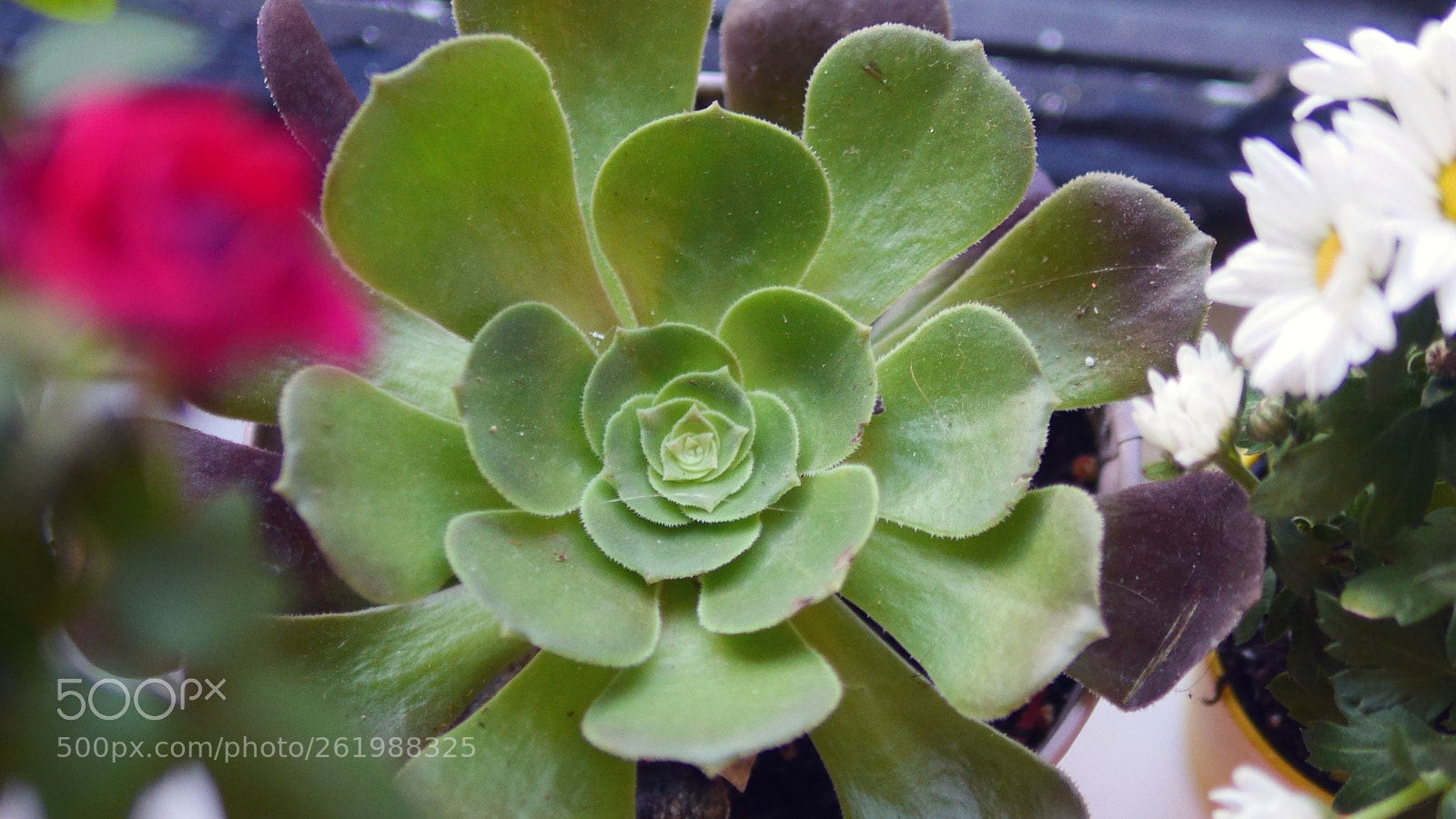 Panasonic Lumix DMC-GH3 sample photo. Saculent photography