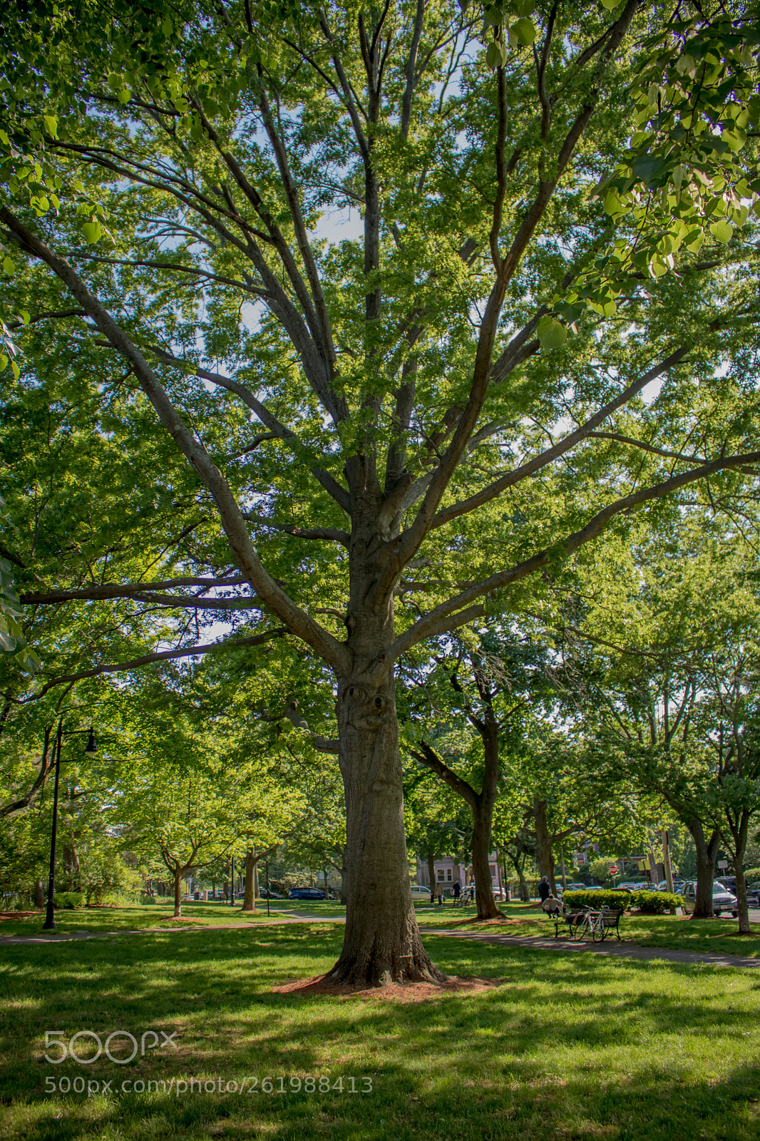 Canon EOS 750D (EOS Rebel T6i / EOS Kiss X8i) sample photo. Thetree photography