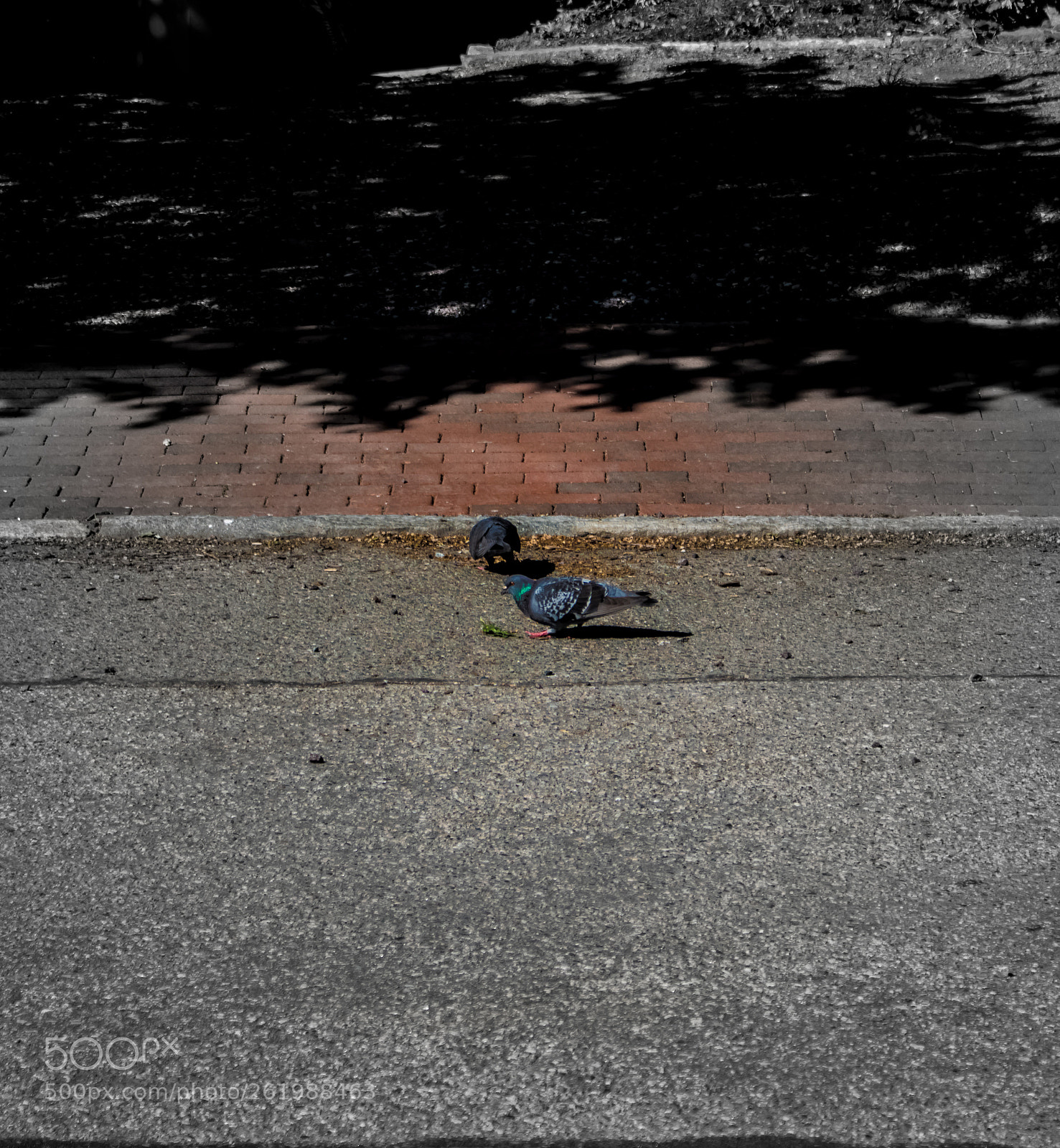 Canon EOS 750D (EOS Rebel T6i / EOS Kiss X8i) sample photo. Twobirds photography