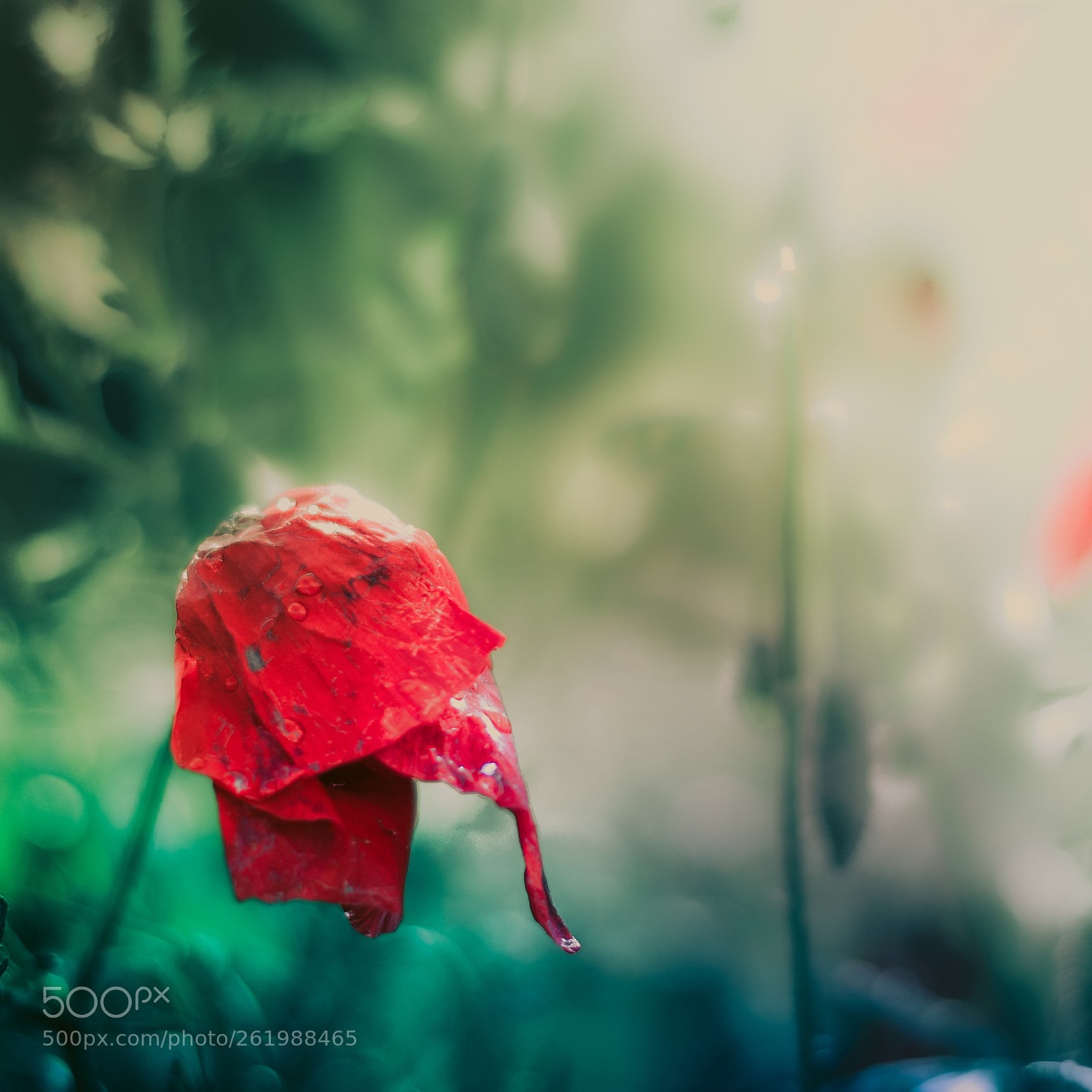 Nikon D5300 sample photo. Wet poppy photography