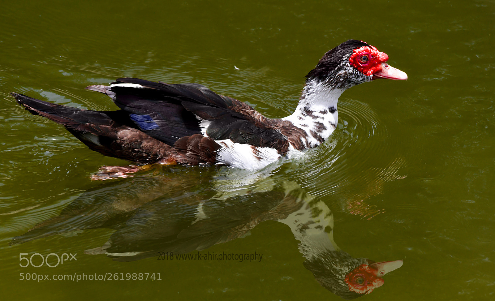 Nikon D500 sample photo. Muscovy duck photography