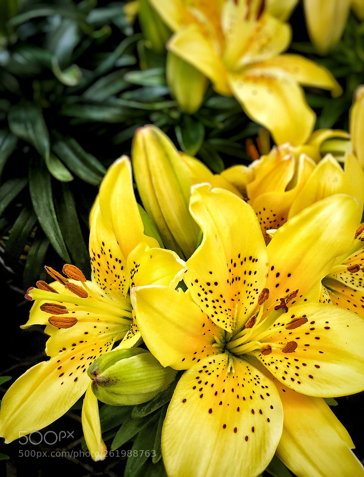 Apple iPhone 6 sample photo. Flower photography