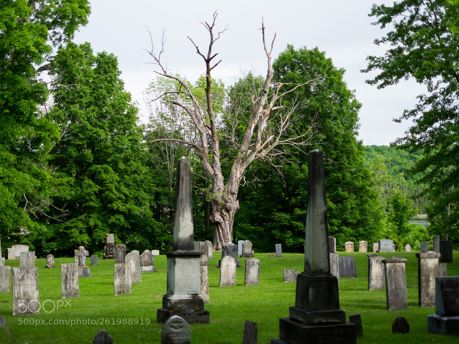 Fujifilm X-T10 sample photo. A tree in the photography