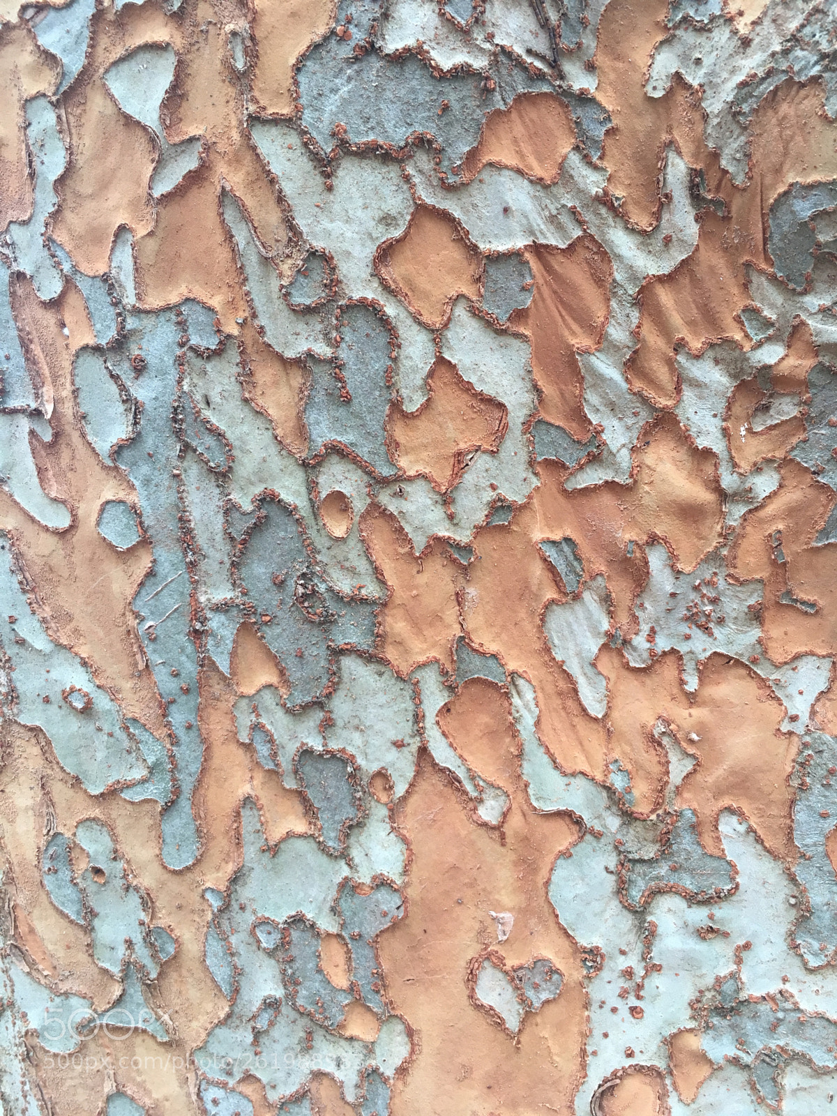 Apple iPhone 6s sample photo. Lacebark elm bark photography