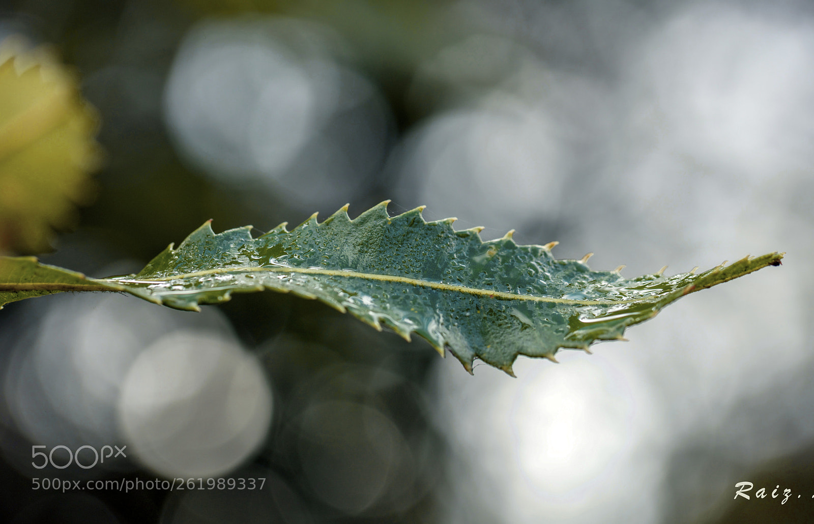 Canon EOS 5DS sample photo. Another rainy day photography