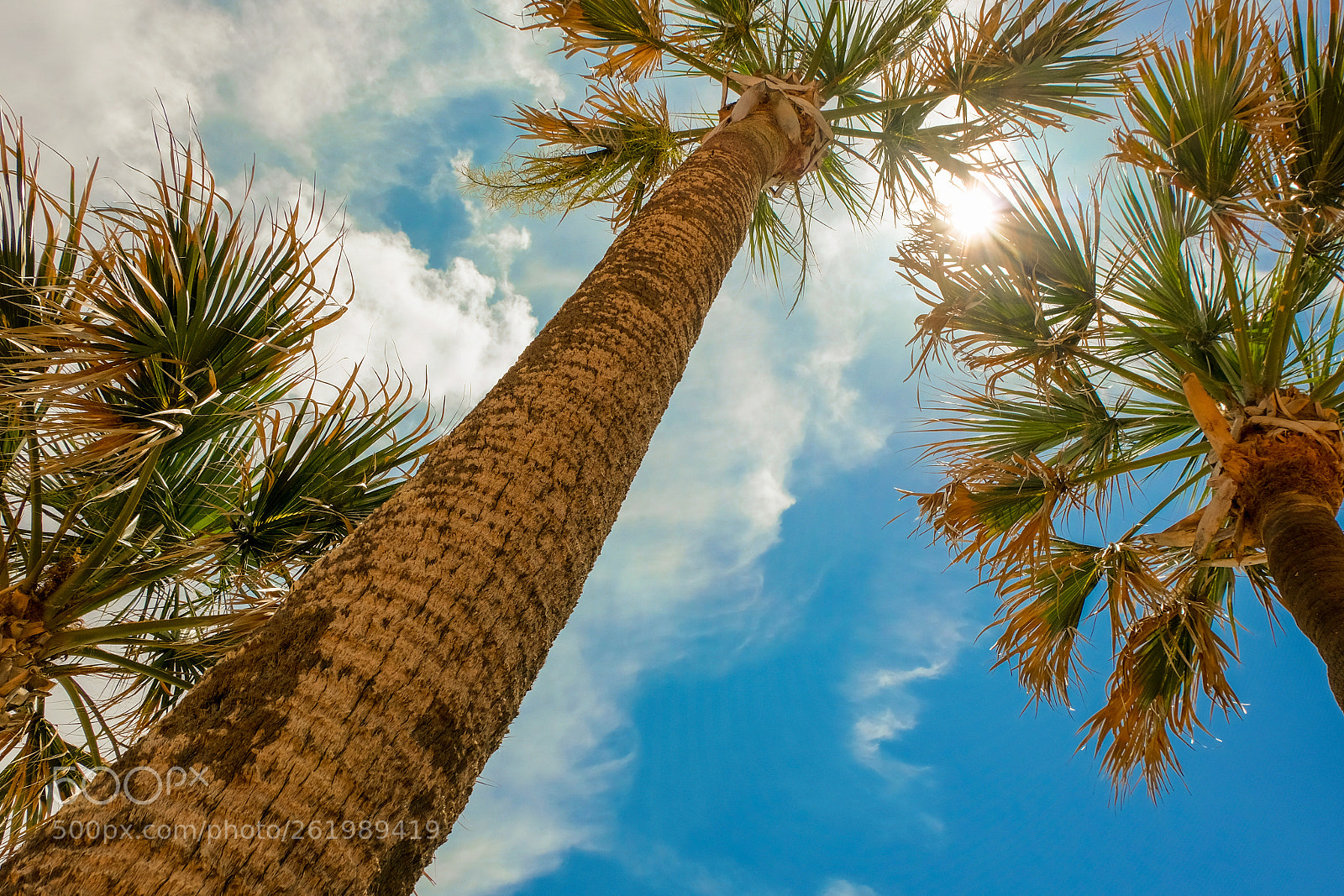 Fujifilm X-T20 sample photo. Palm tree looking up photography