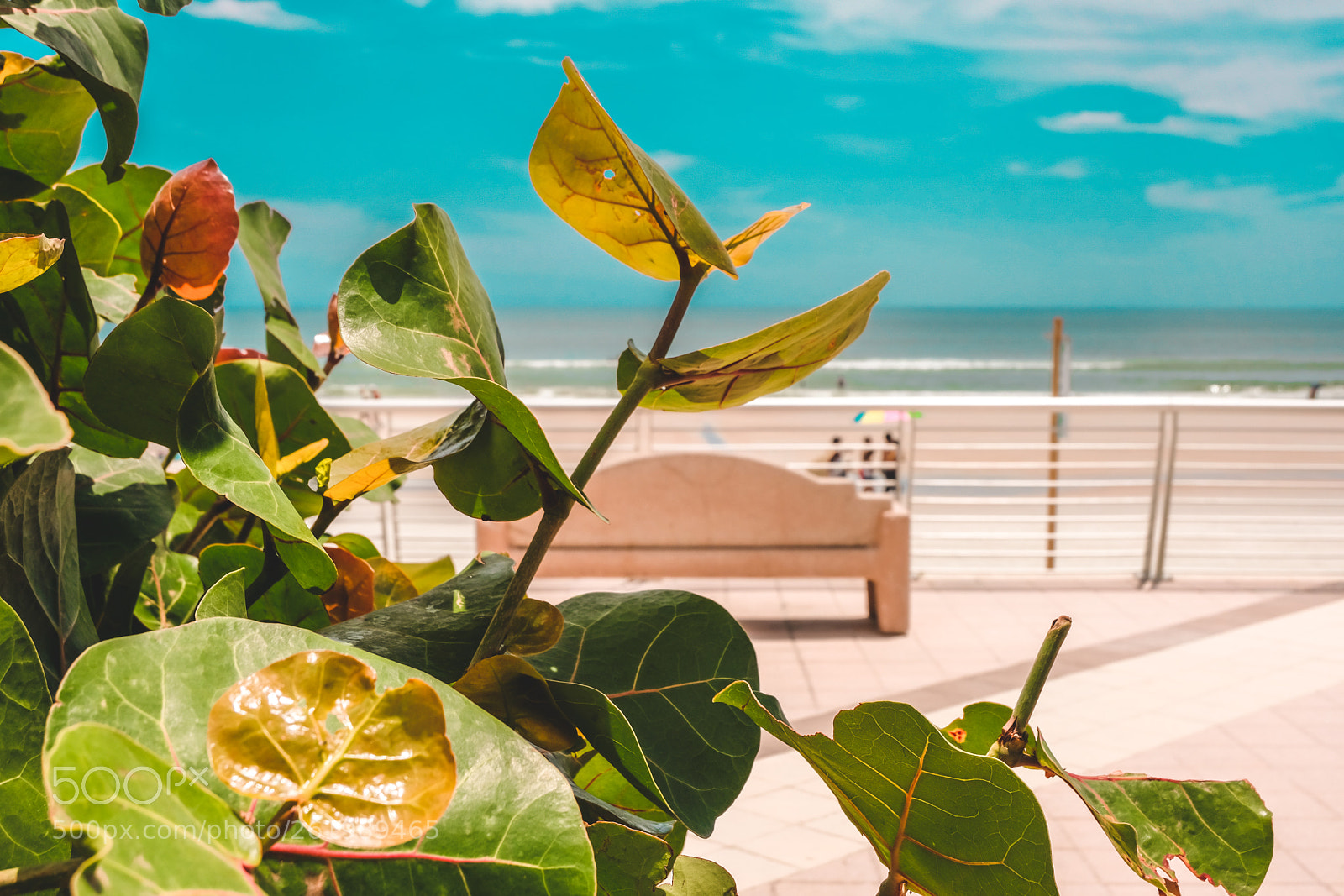 Fujifilm X-T20 sample photo. Daytona beach, fl photography
