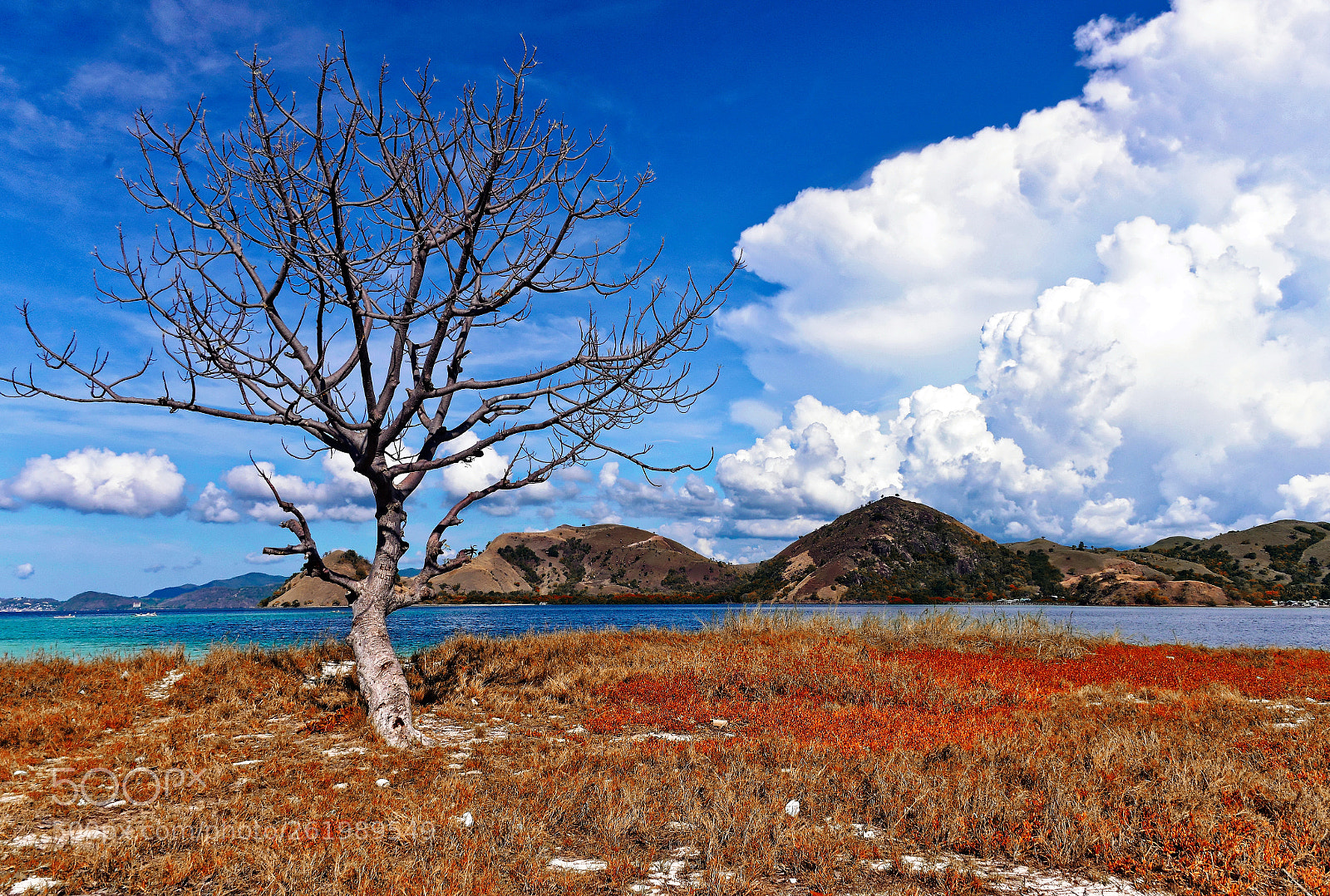 Nikon D600 sample photo. Tree branched photography
