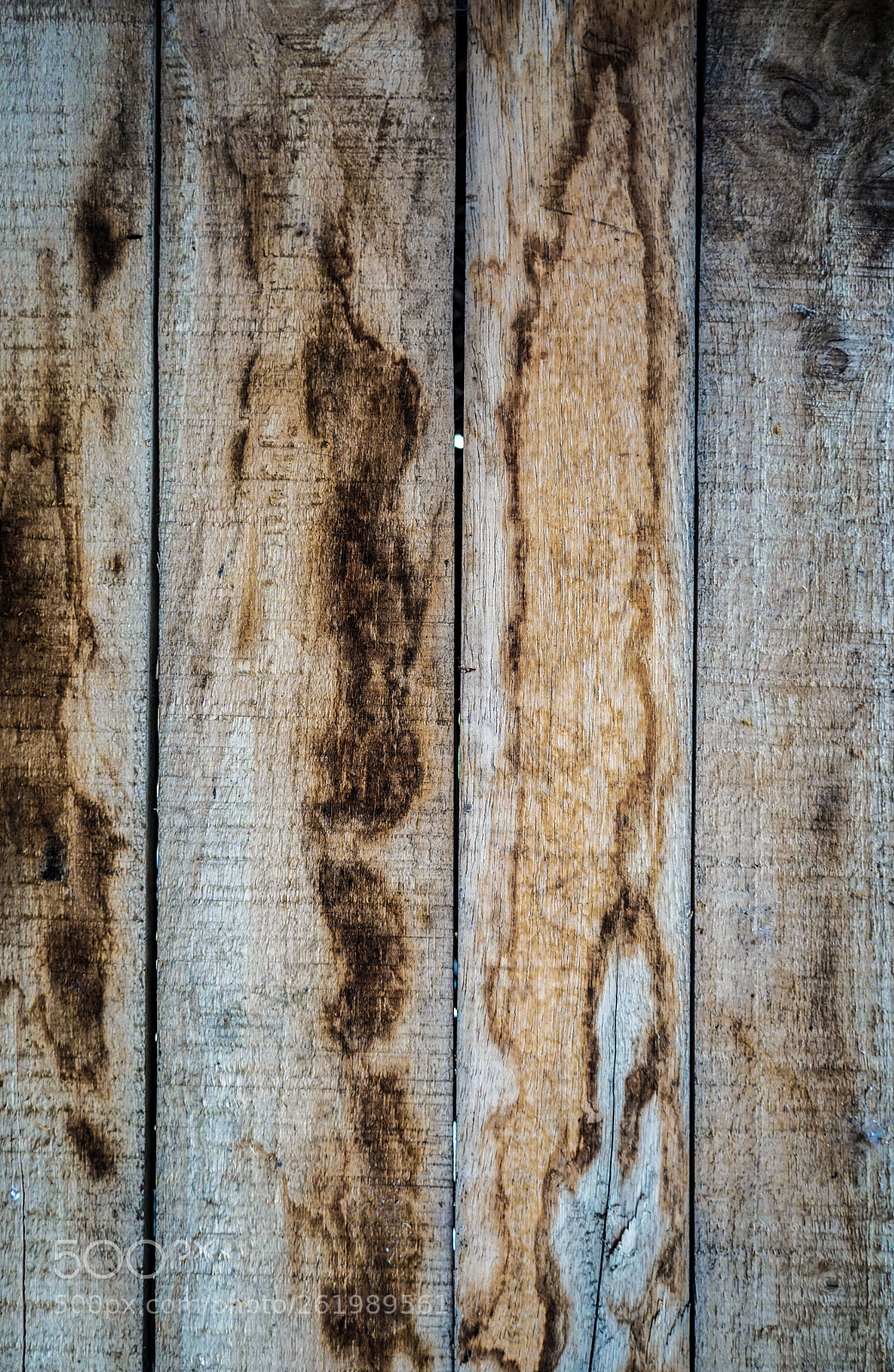 Sony a7 II sample photo. Beauty of wood 2 photography