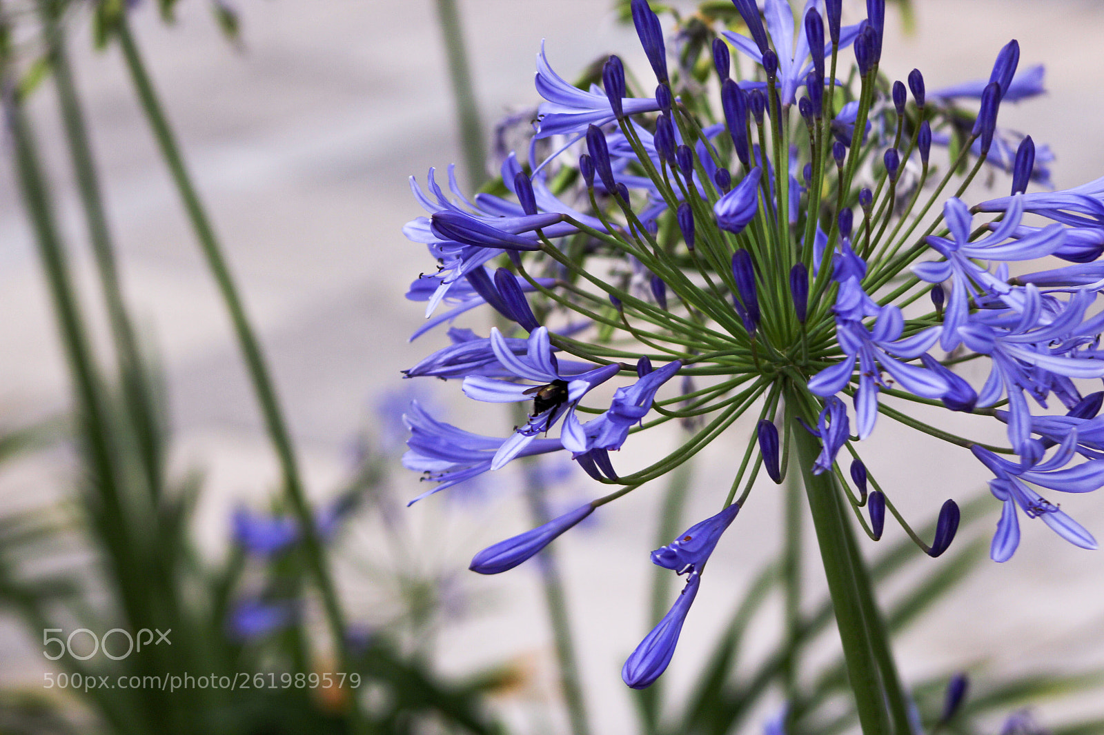 Canon EOS 1200D (EOS Rebel T5 / EOS Kiss X70 / EOS Hi) sample photo. Flower  photography