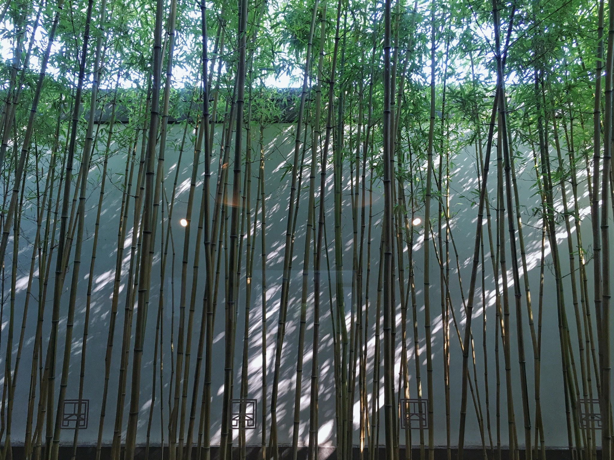 Bamboo in the garden, Suzhou Museum , China