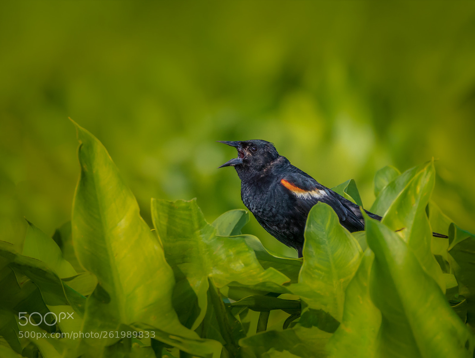 Canon EOS 7D Mark II sample photo. Agelaius phoeniceus photography