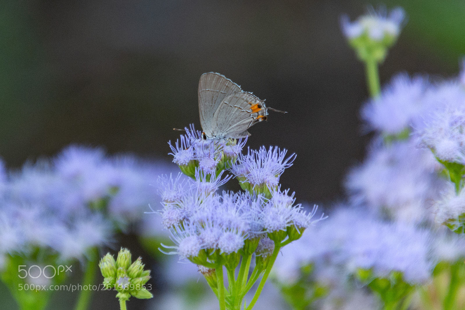 Nikon D7100 sample photo. Els photography