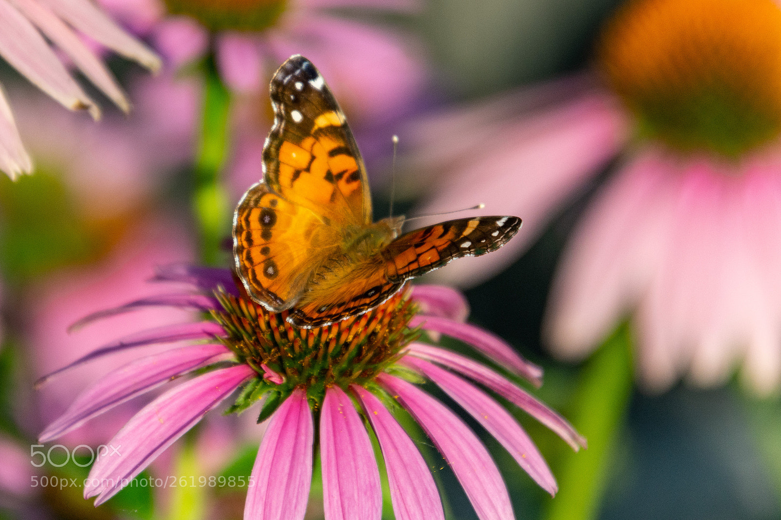 Nikon D7100 sample photo. Els photography