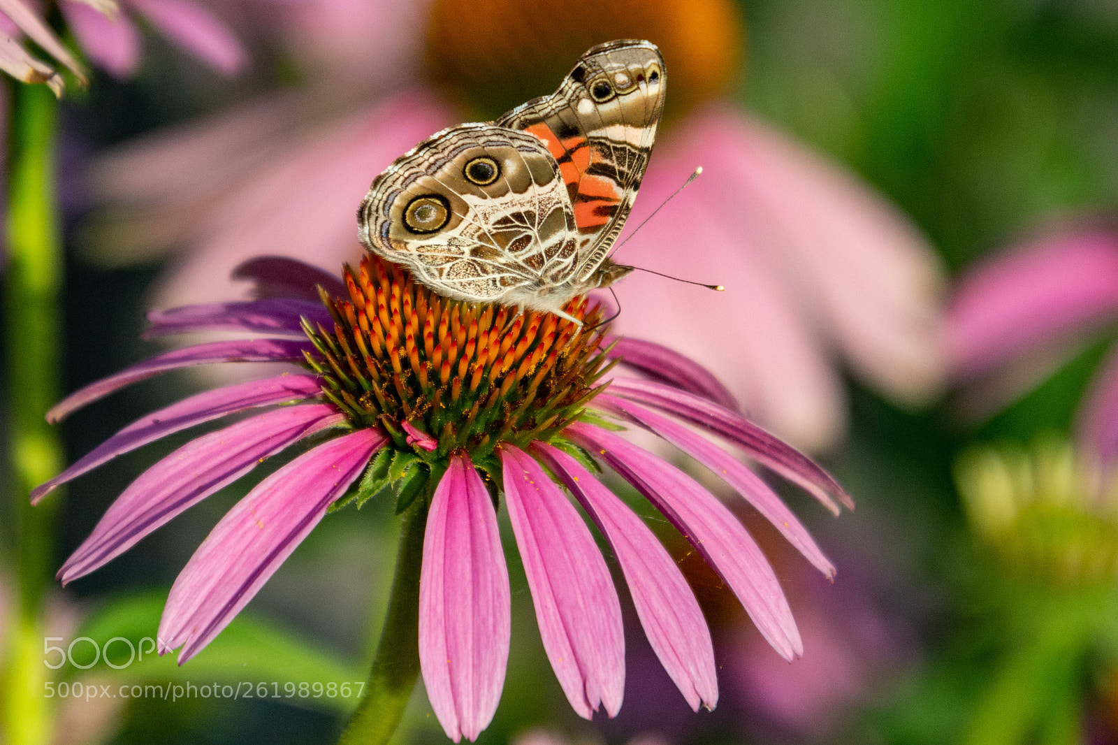 Nikon D7100 sample photo. Els photography