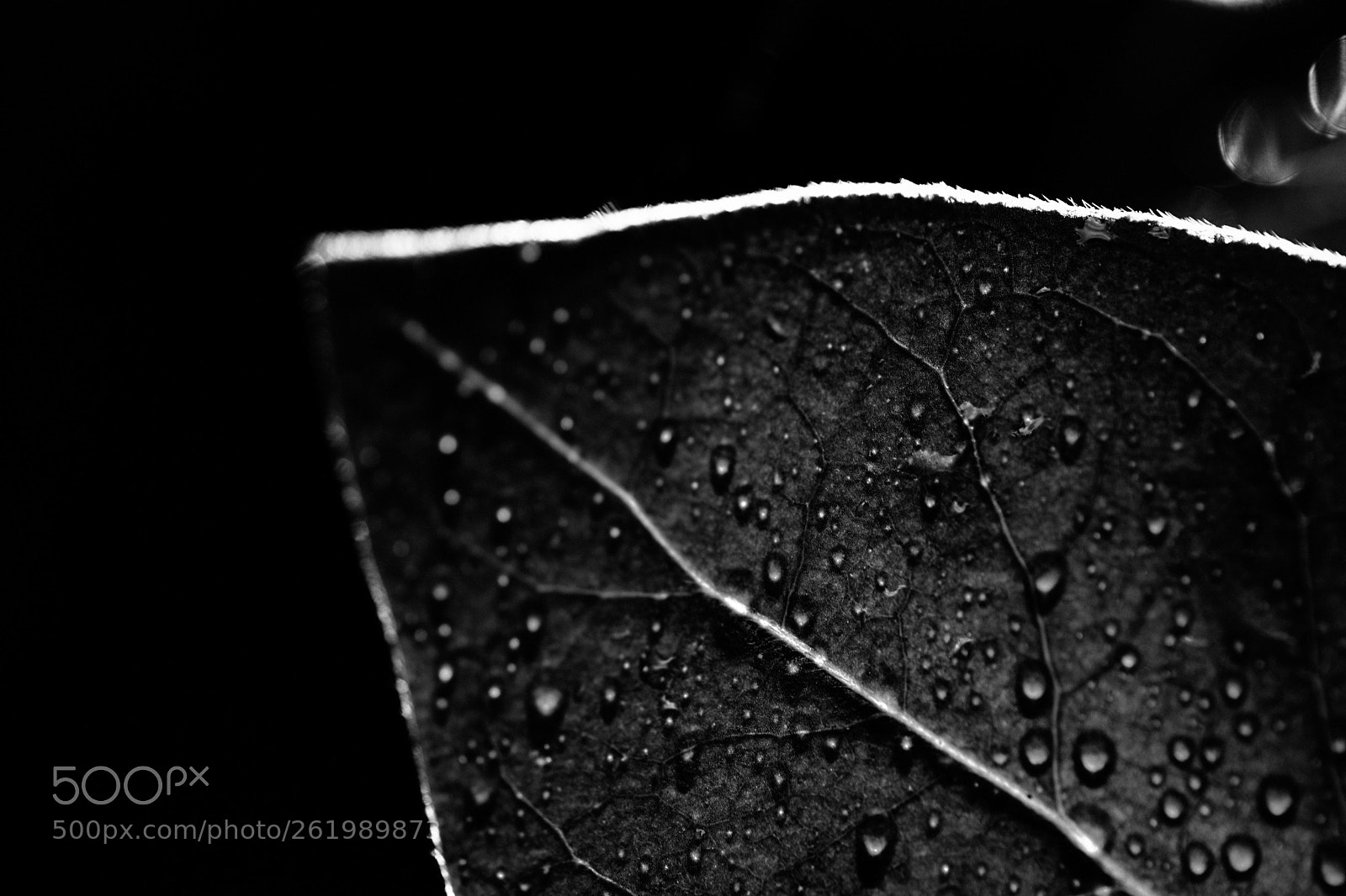 Fujifilm X-T2 sample photo. Drops and leaf in photography