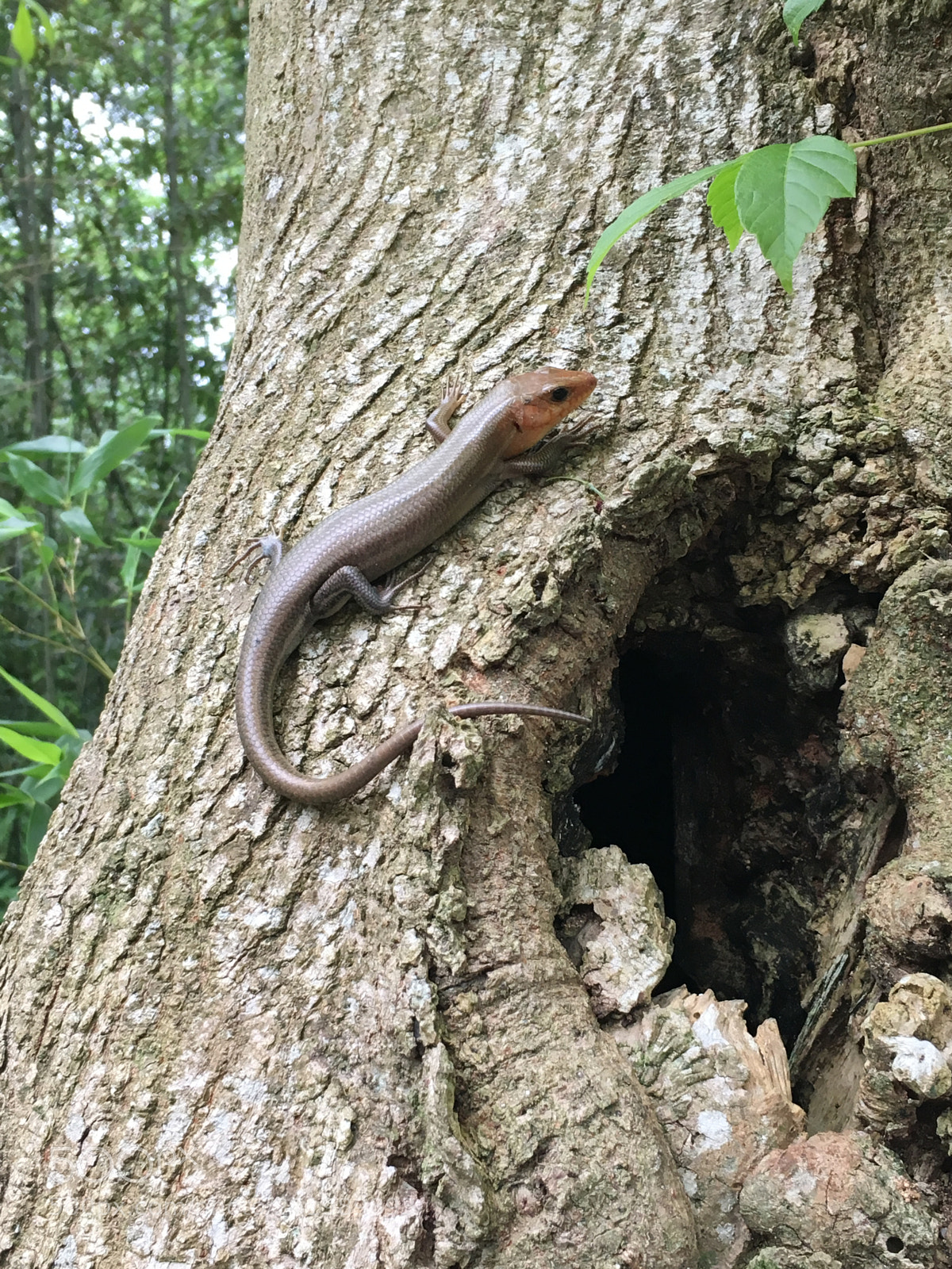 Apple iPhone 6s sample photo. Broad-headed skink photography