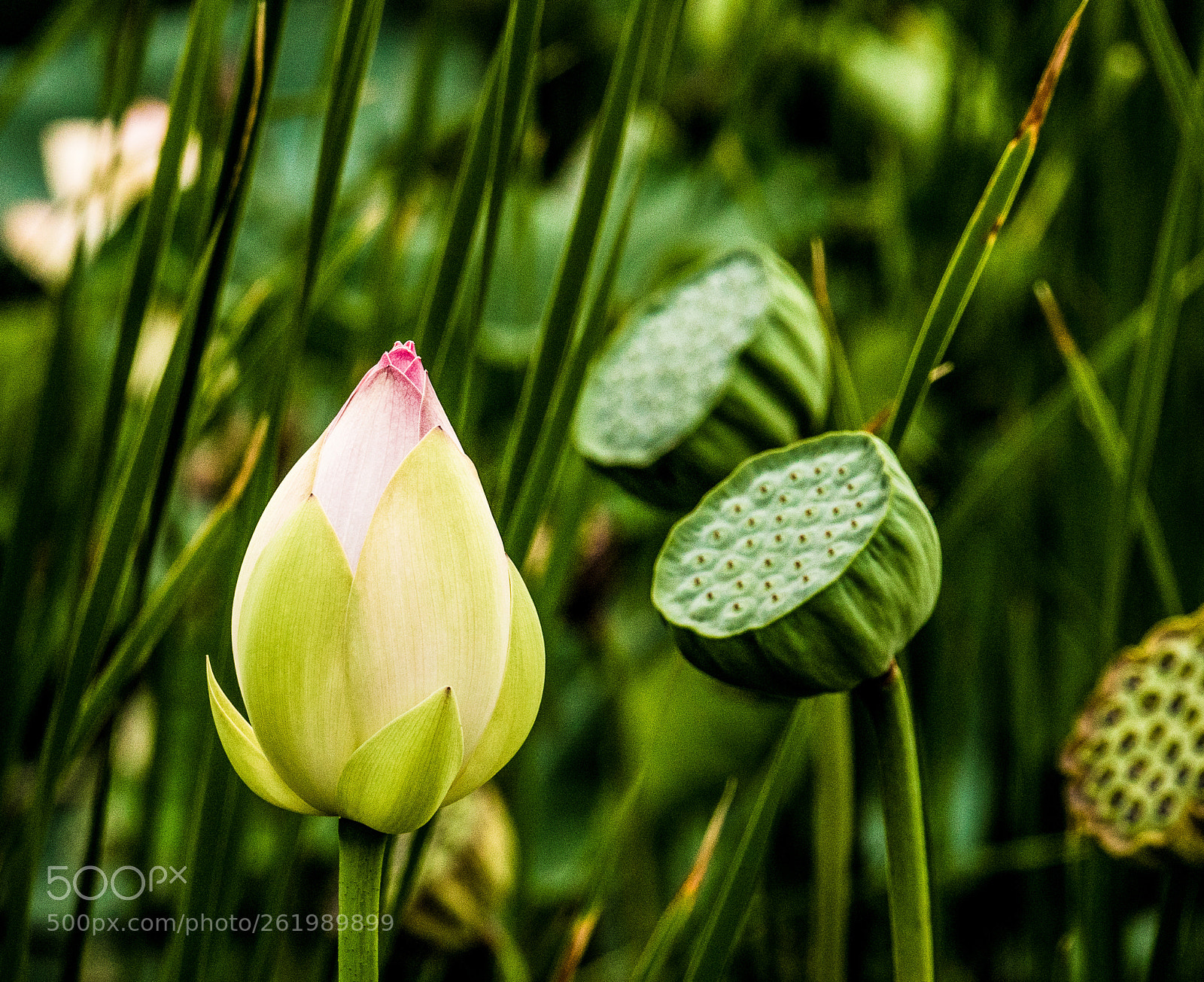 Sony Cyber-shot DSC-RX10 III sample photo. Lotus photography